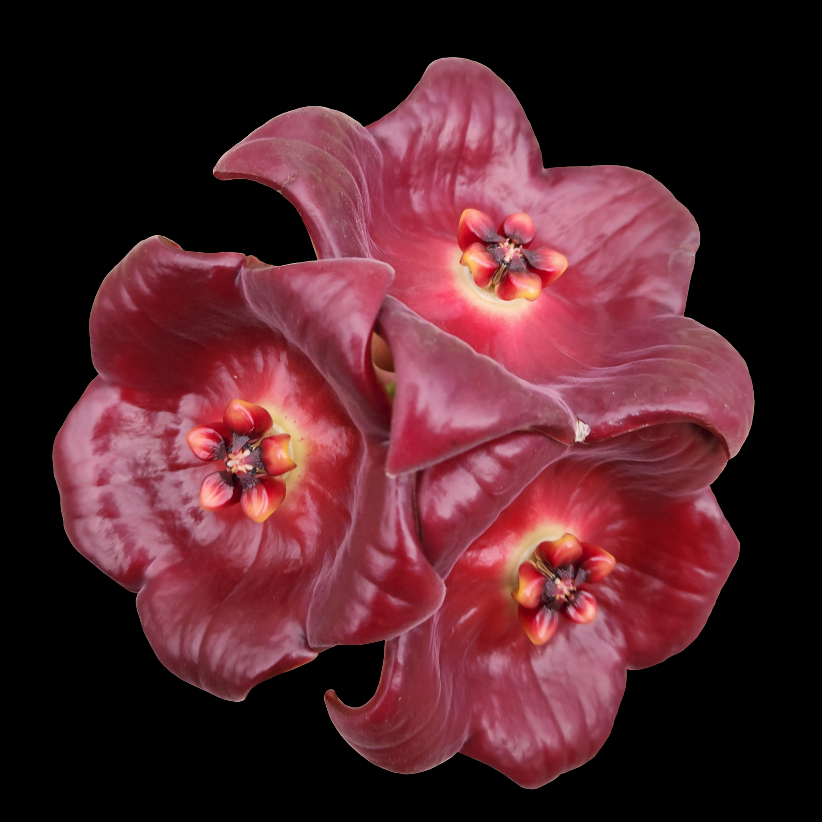 Hoya gigas H184 with large deep pink red flowers