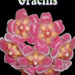 Hoya Gracilis H041 showing clustered pink flowers with yellow centres