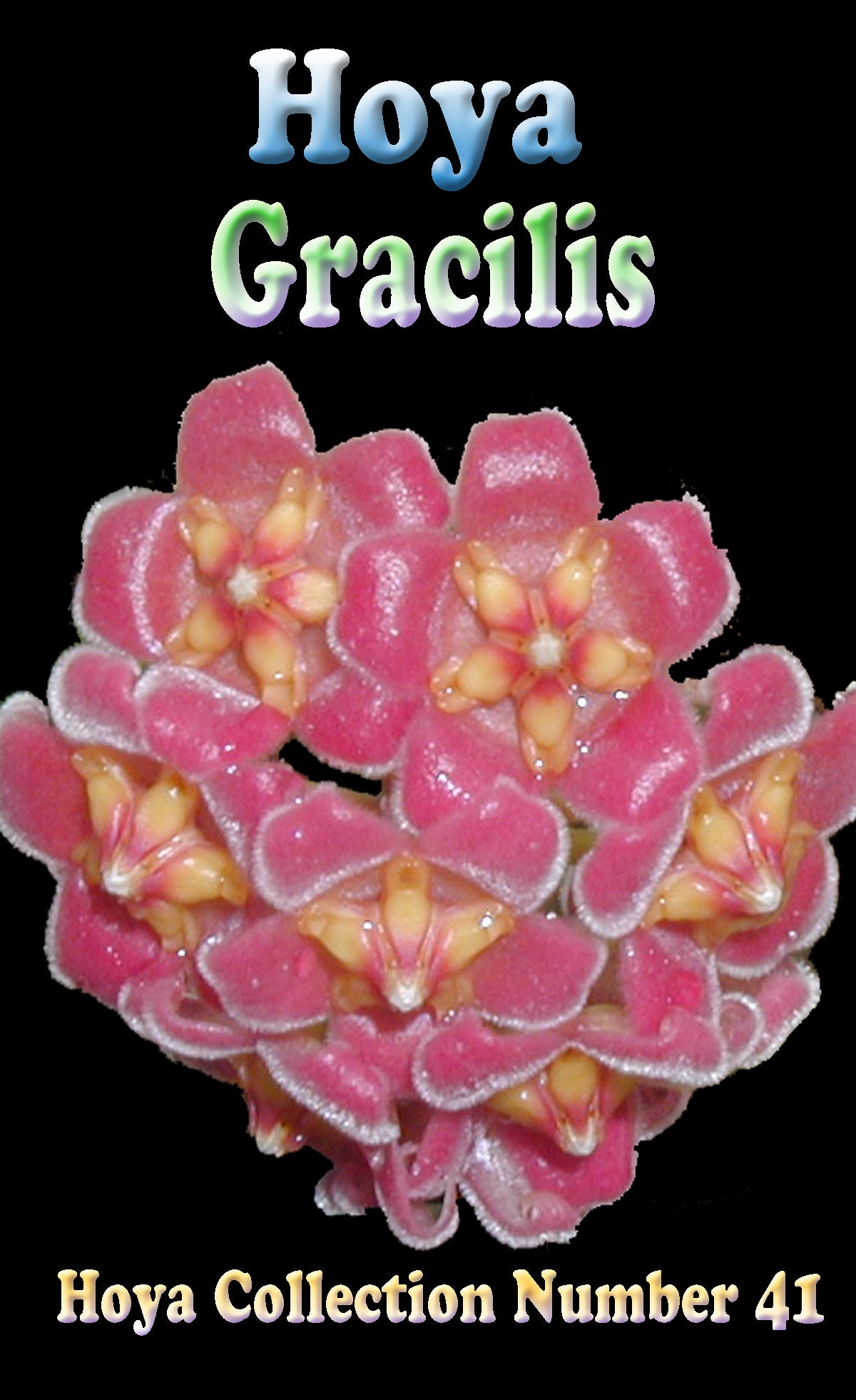 Hoya Gracilis H041 showing clustered pink flowers with yellow centres