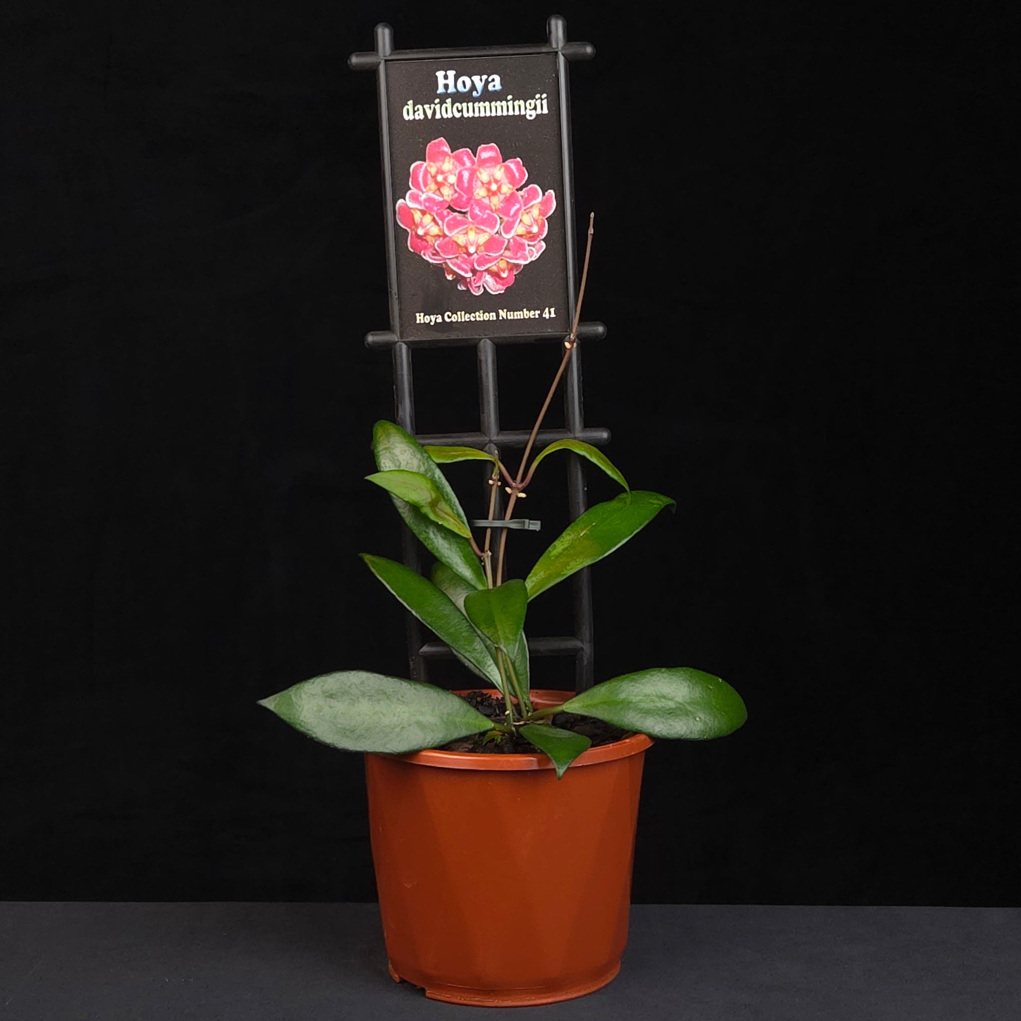 Hoya Gracilis H041 growing on support in nursery pot