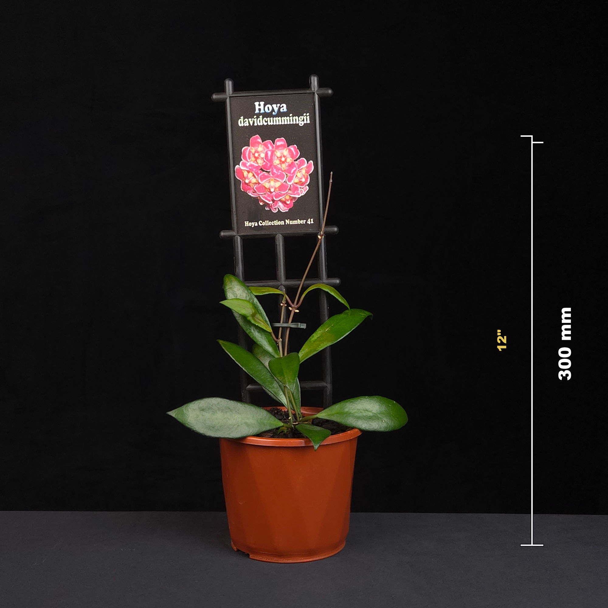 Hoya Gracilis H041 potted plant shown with size reference