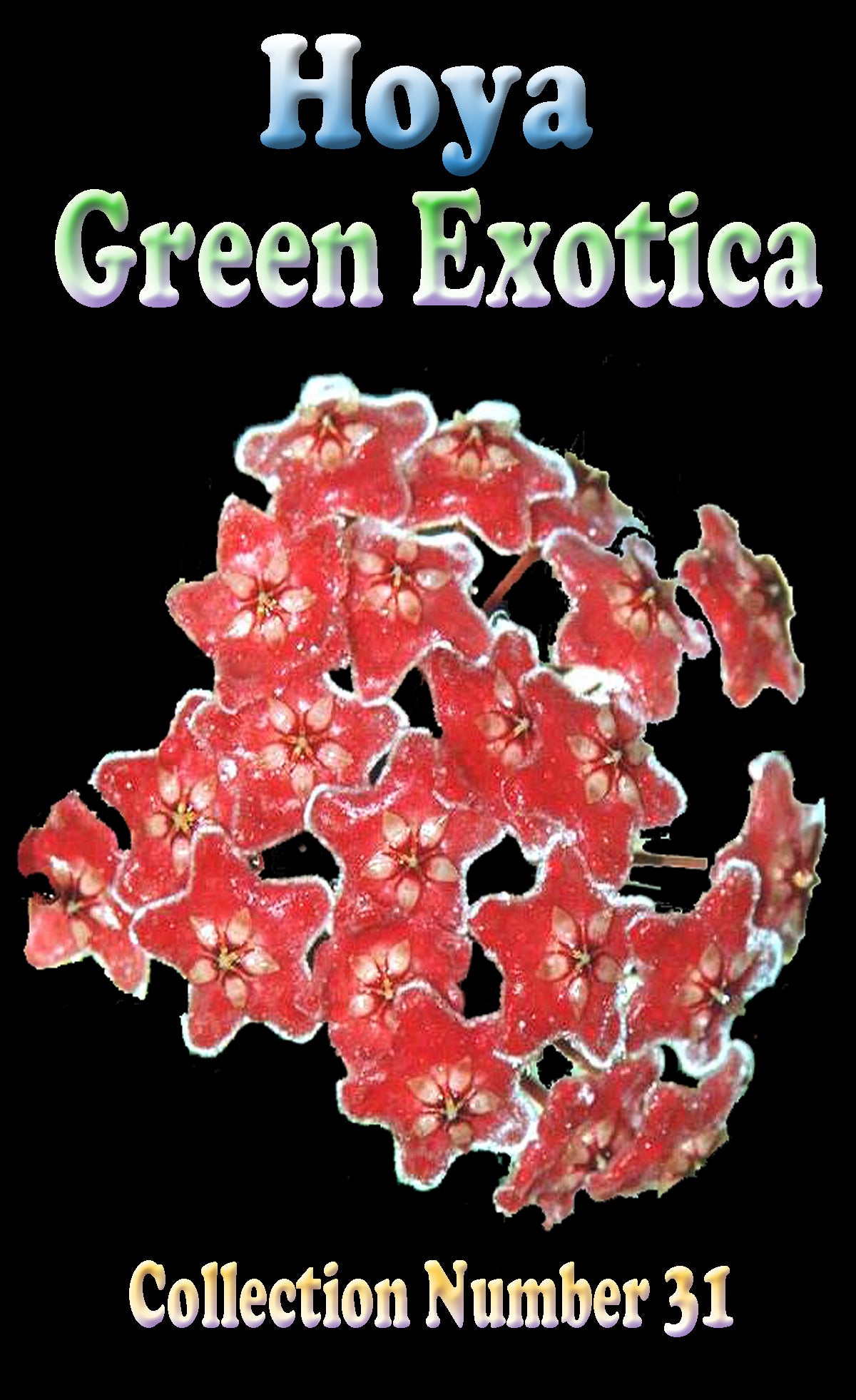 Hoya 'Green Exotica' H031 feature image showing clusters of red flowers