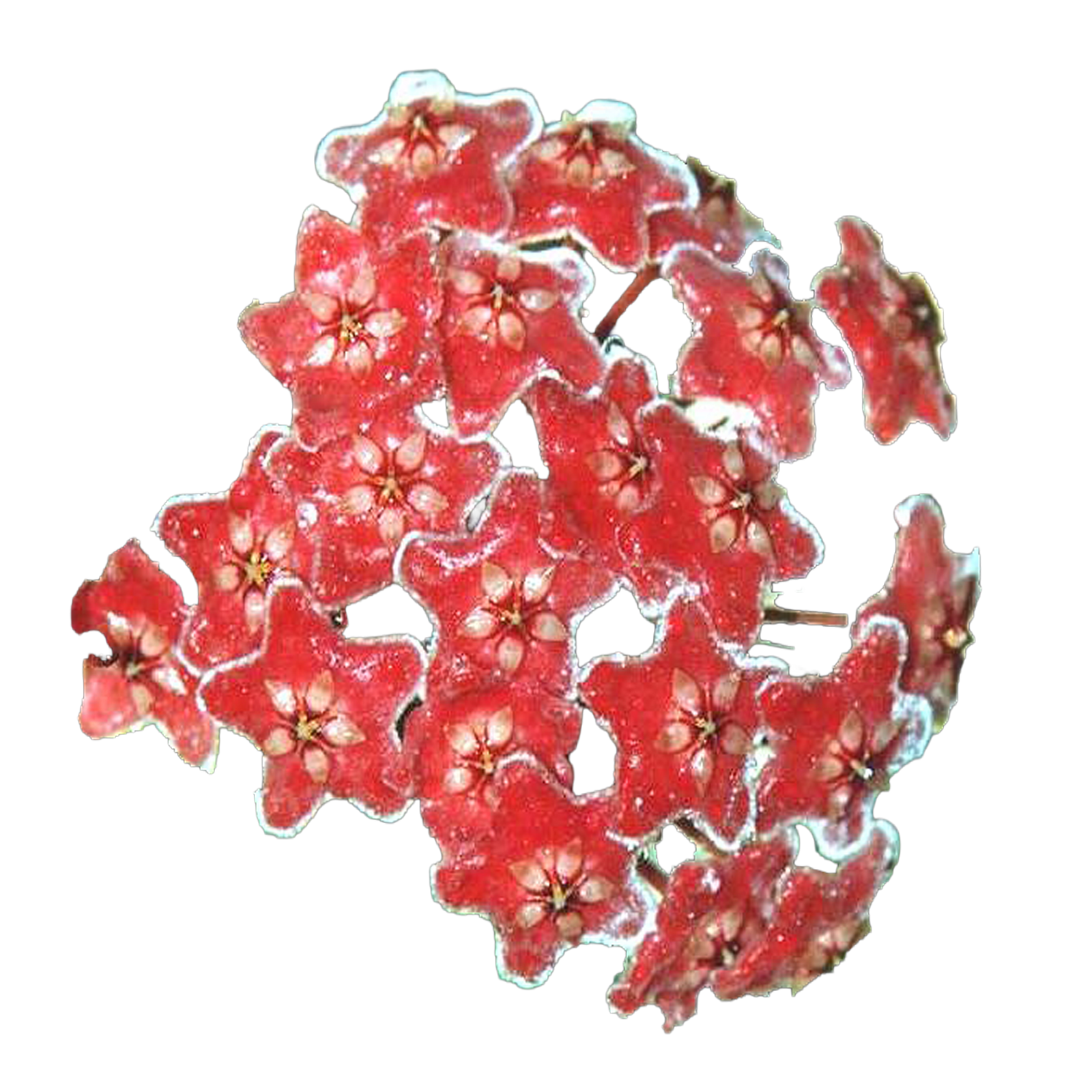 Red flower cluster of Hoya 'Green Exotica' H031