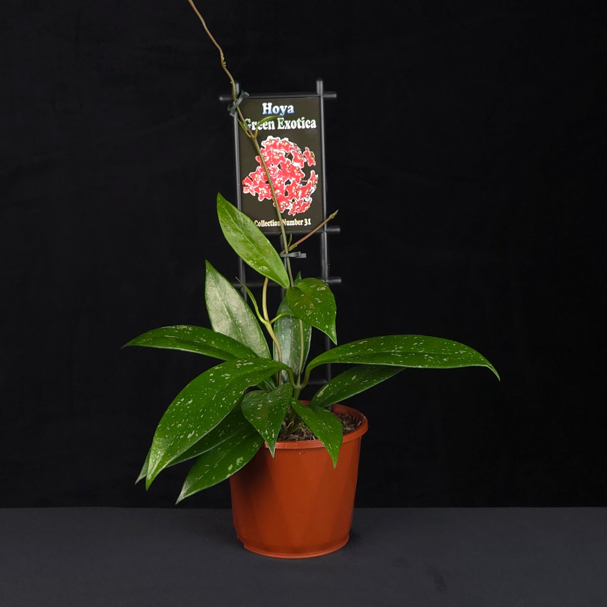 Hoya 'Green Exotica' H031 flowering plant in an orange pot