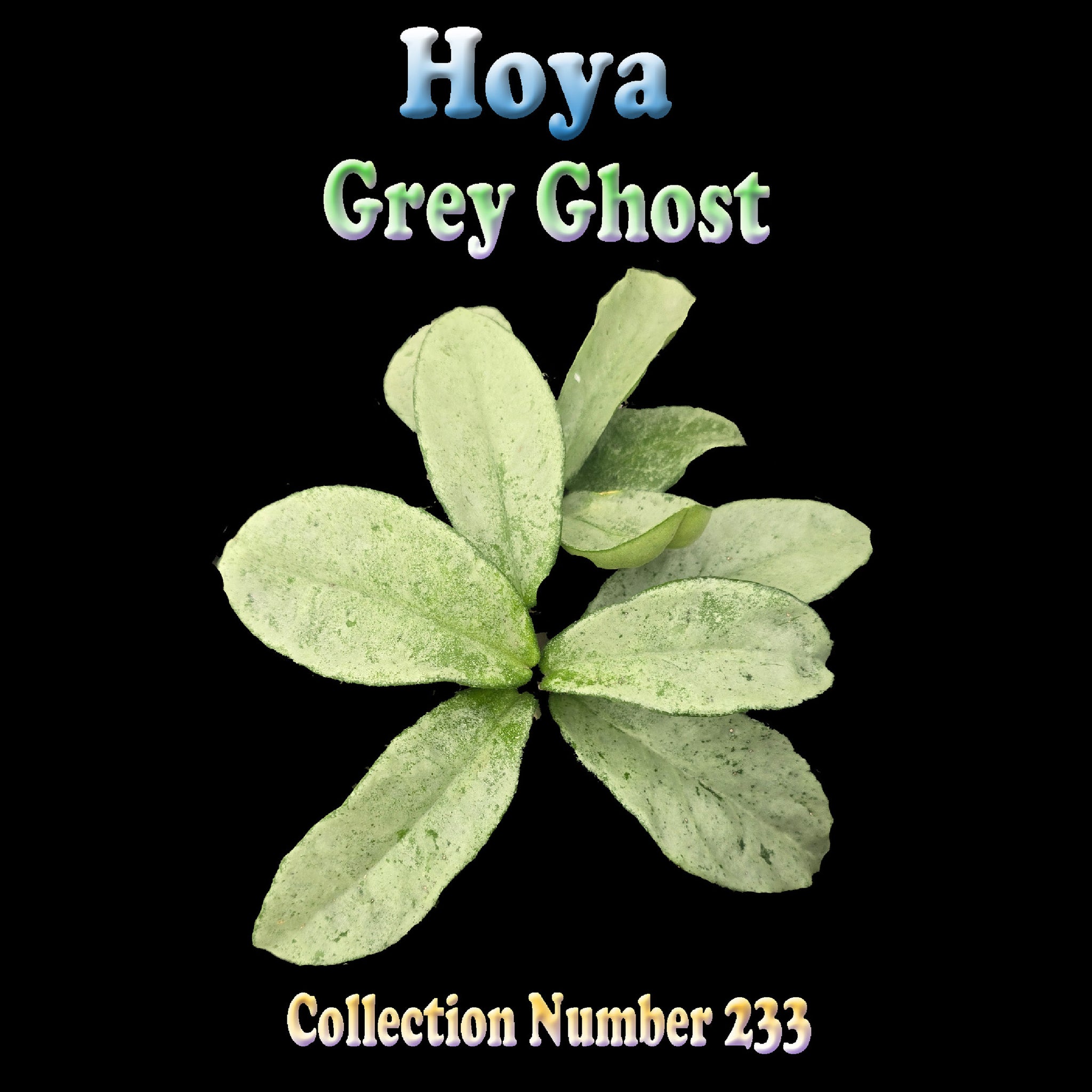 Hoya Grey Ghost H233 showing heavily silvered foliage