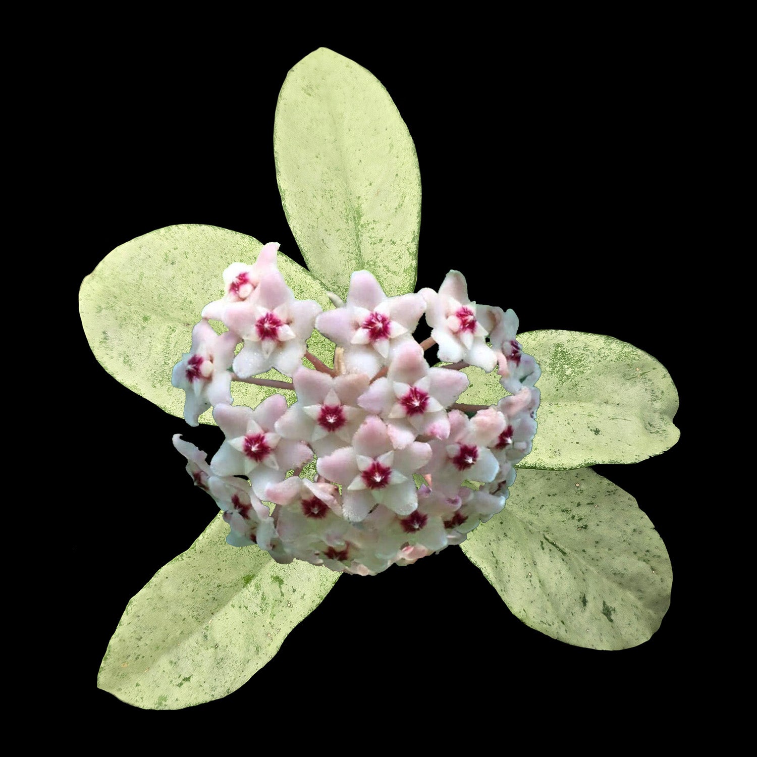 Hoya Grey Ghost H233 with pale silver leaves and pink flowers