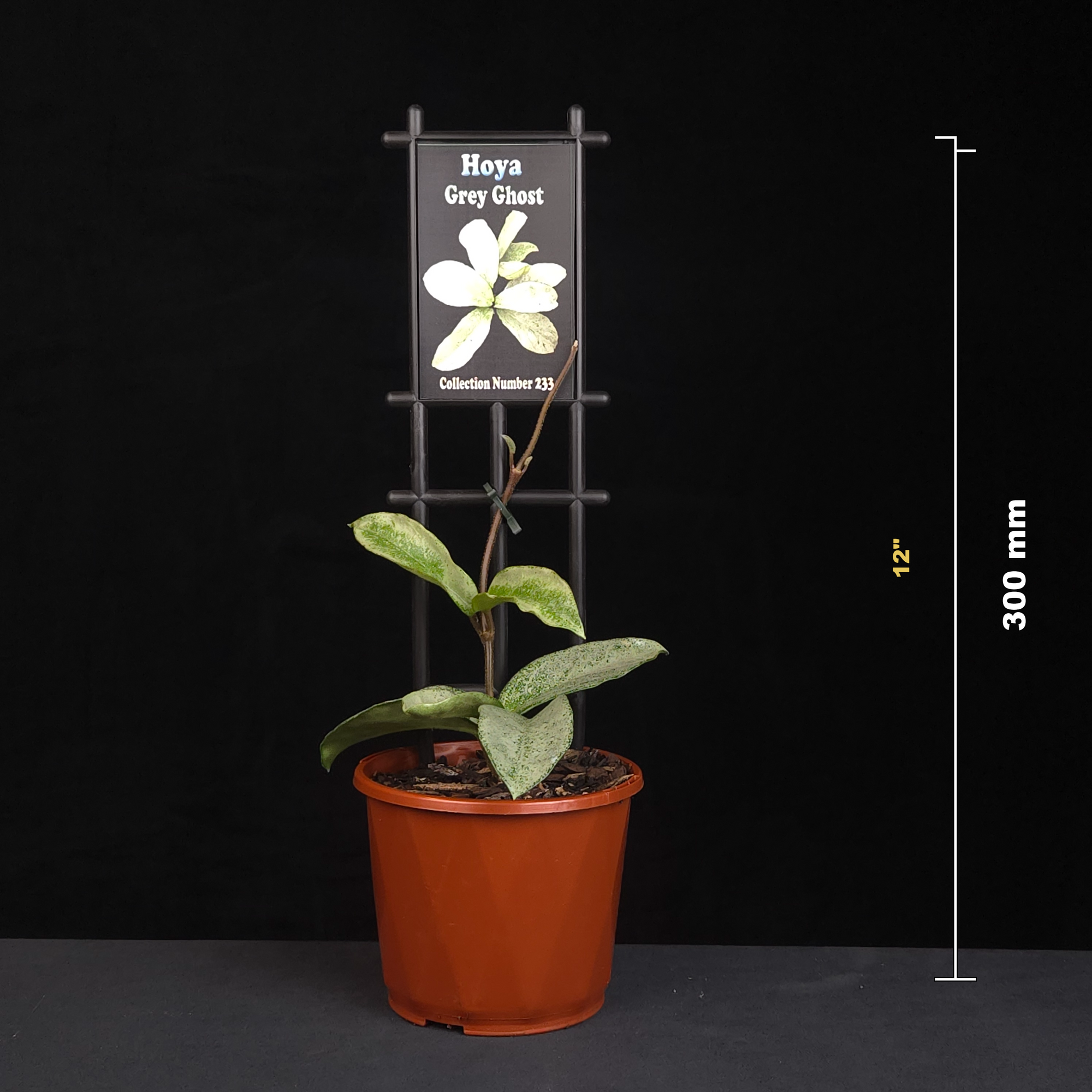 oya Grey Ghost H233 potted plant shown with size reference