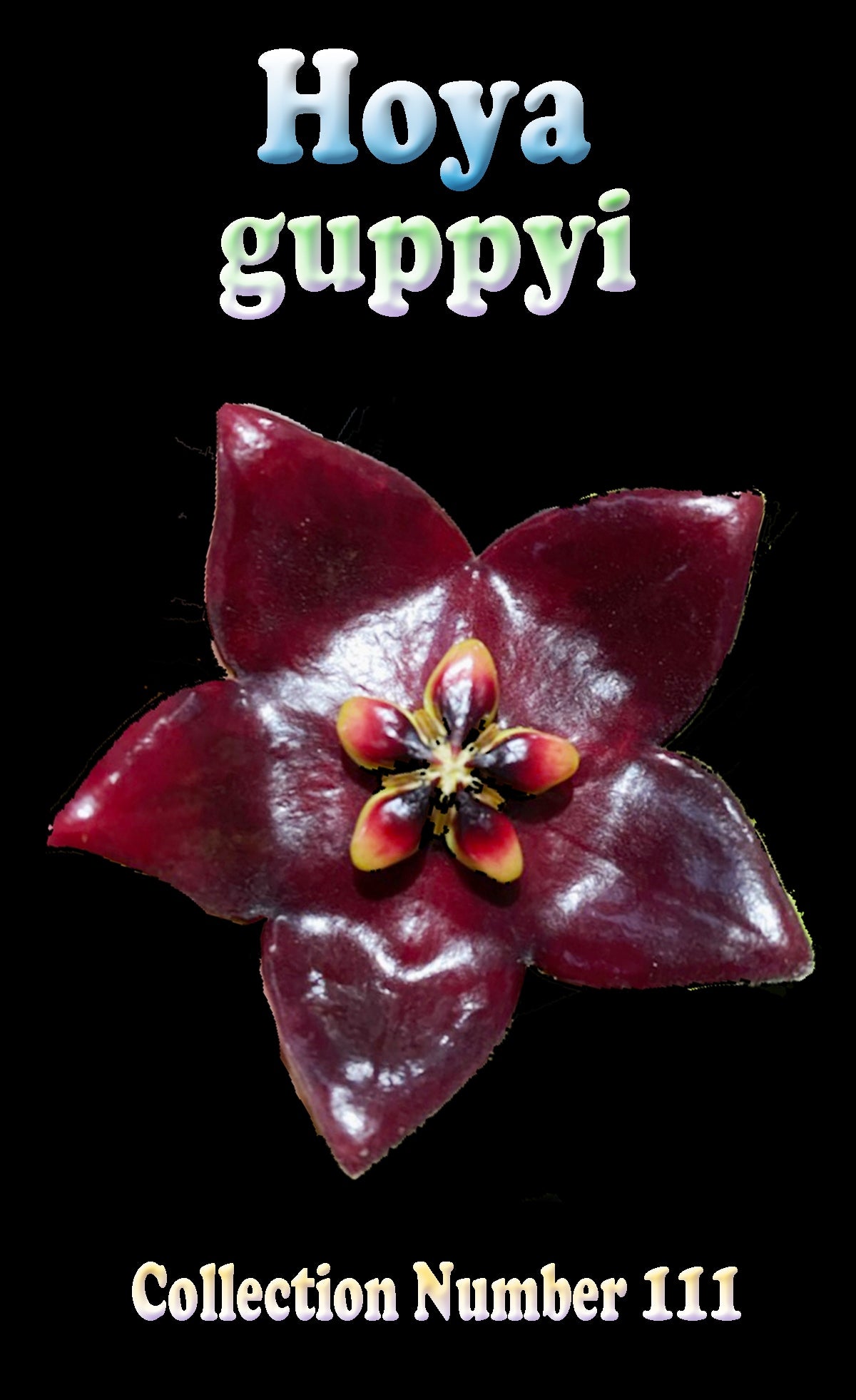 Hoya guppyi H111 flower feature image