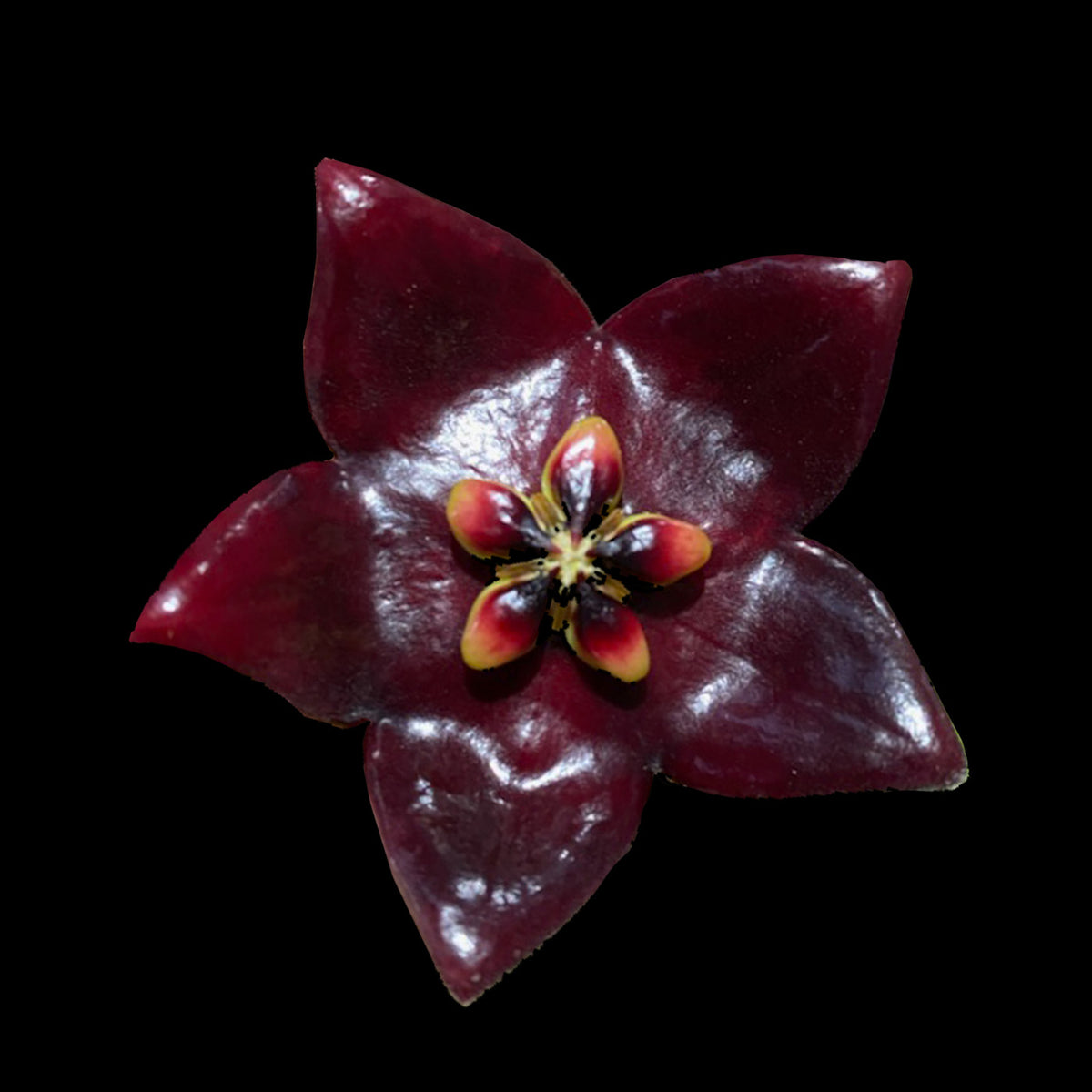 Hoya guppyi H111 dark red star-shaped flower close-up