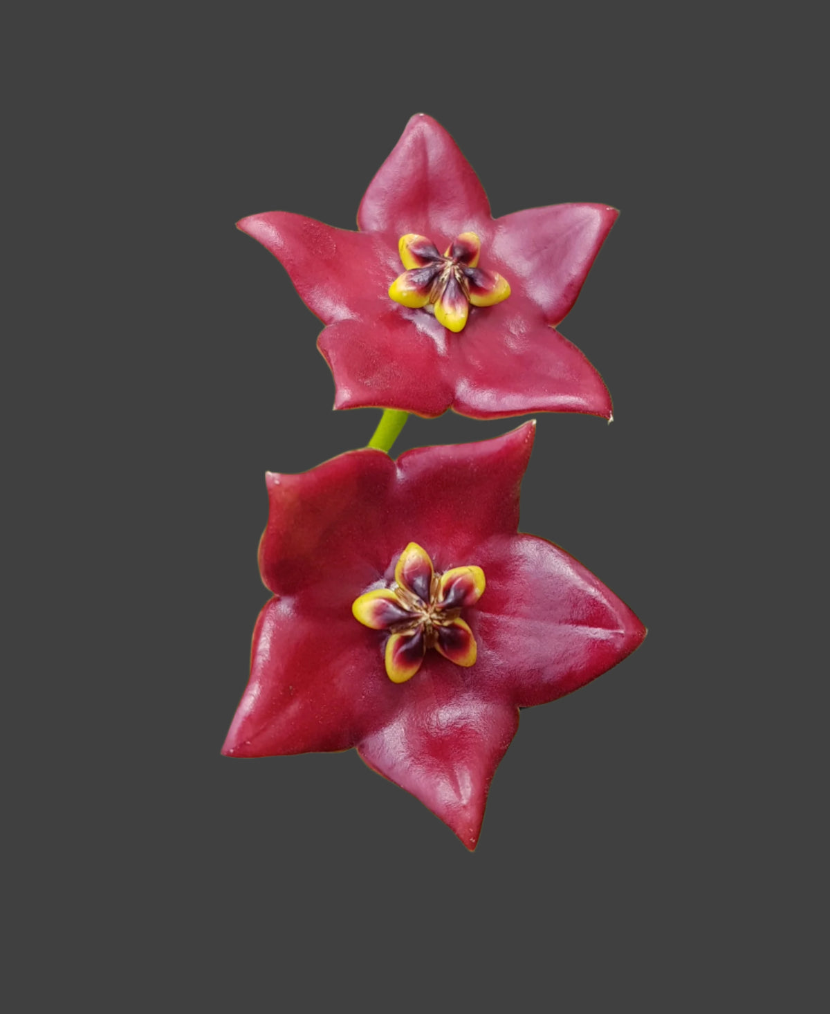 Two Hoya guppyi H111 red star-shaped flowers