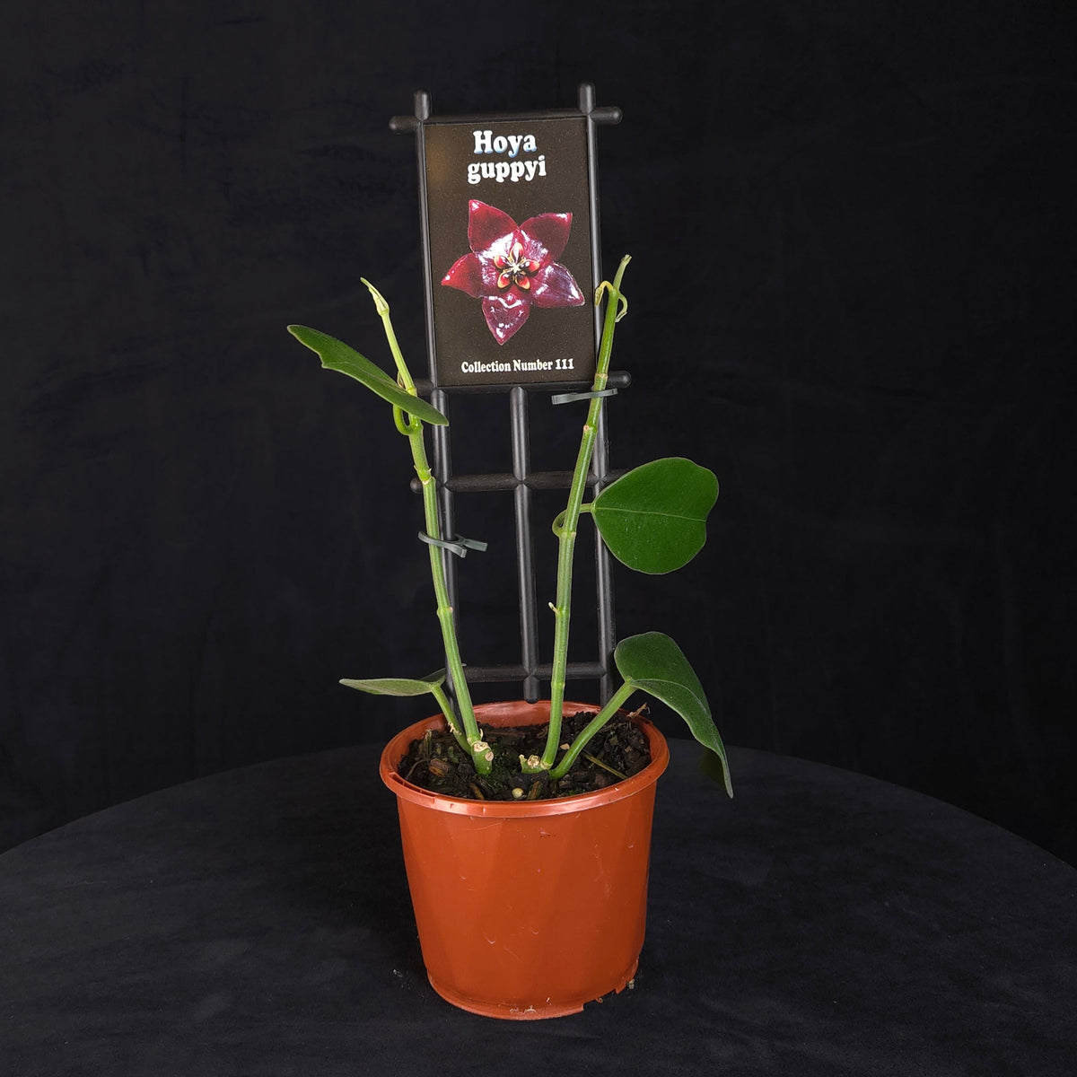 Hoya guppyi H111 potted plant with climbing foliage