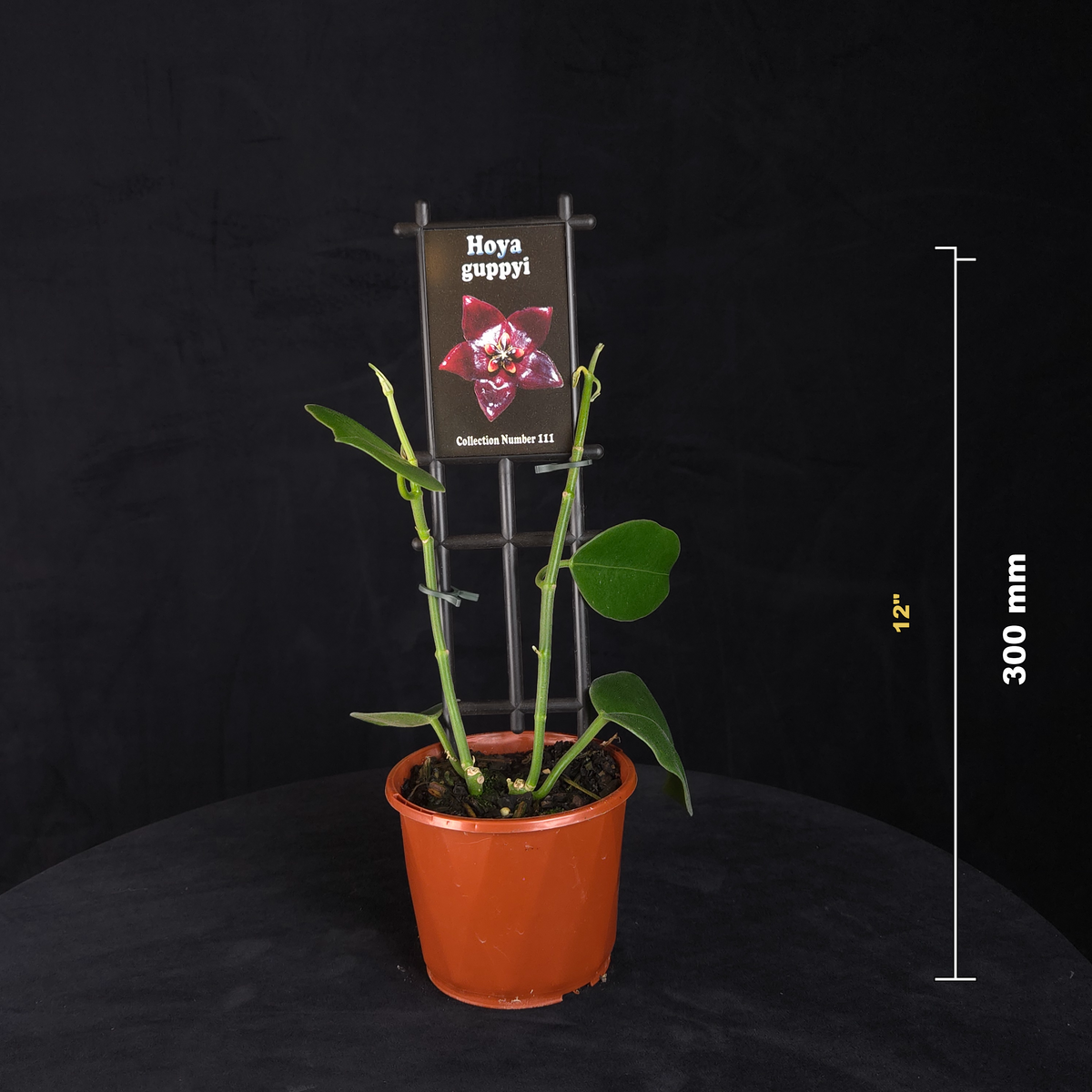 Hoya guppyi H111 potted plant shown with size reference