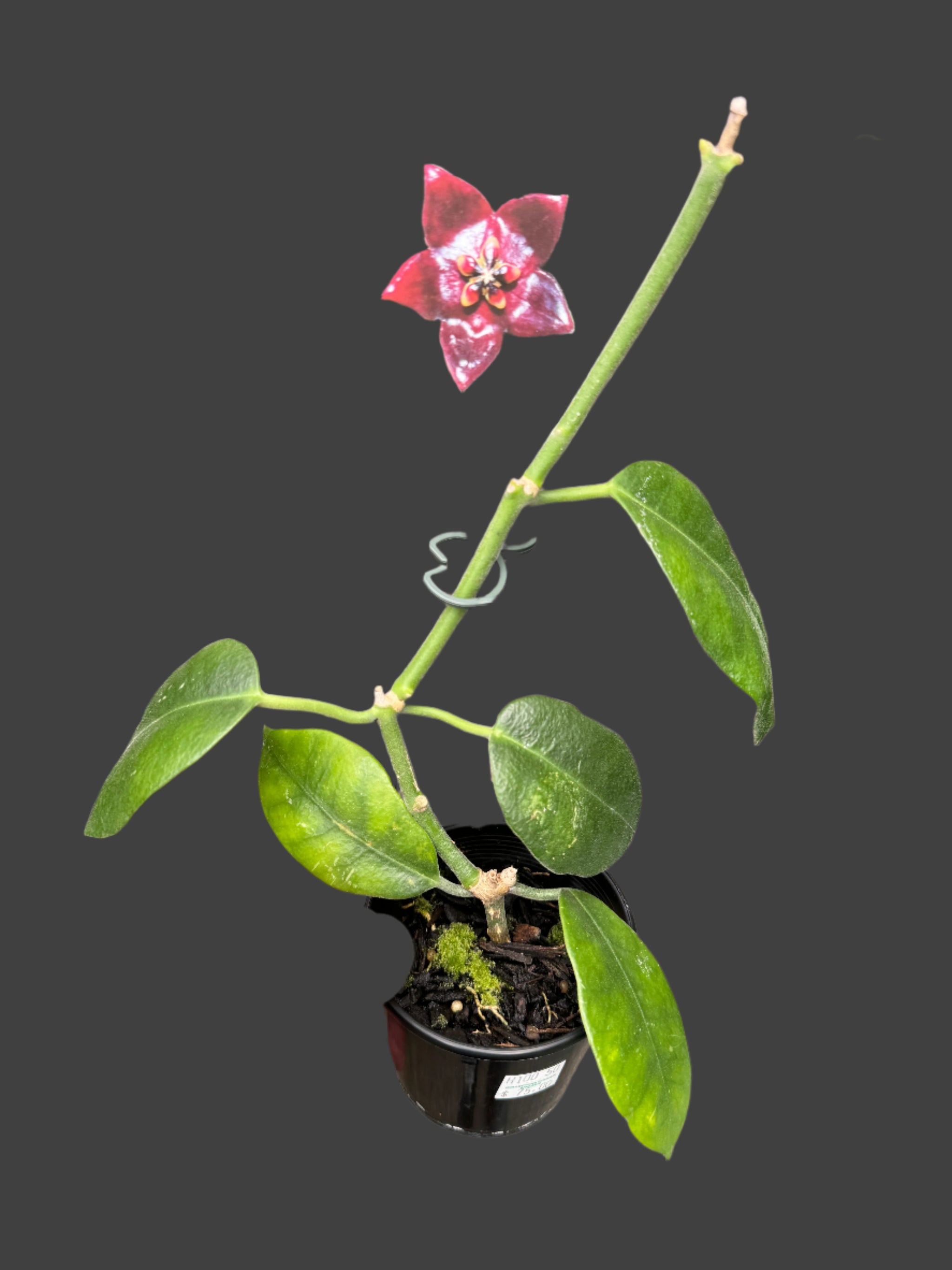 hoya guppyi flower and plant