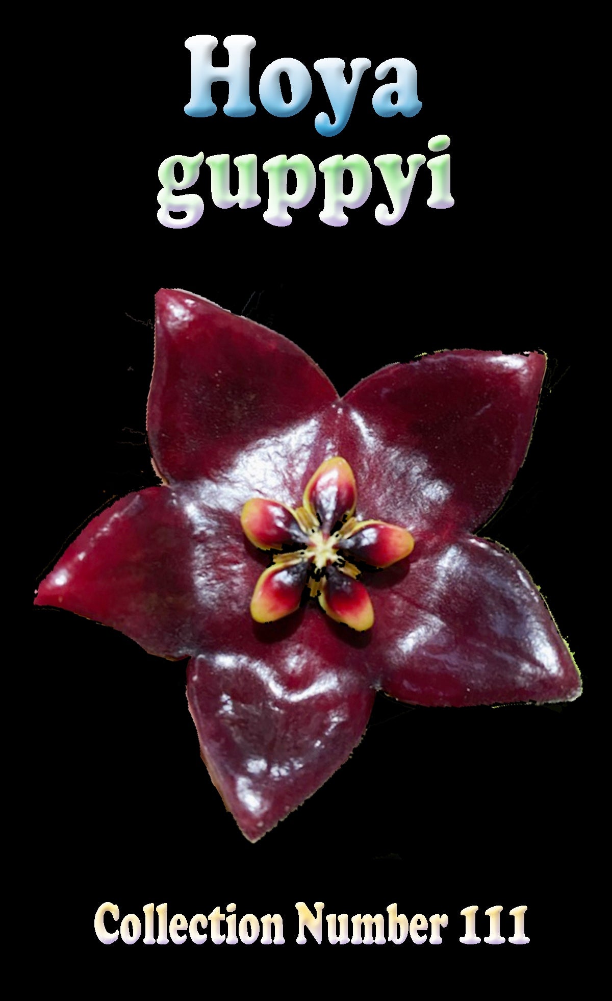 hoya guppyi label