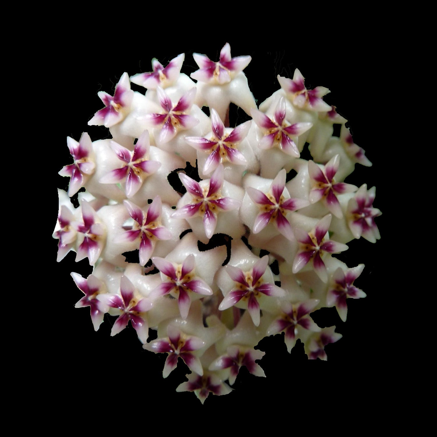 Hoya sp. Hat Som Paen (WA - Prohibited)