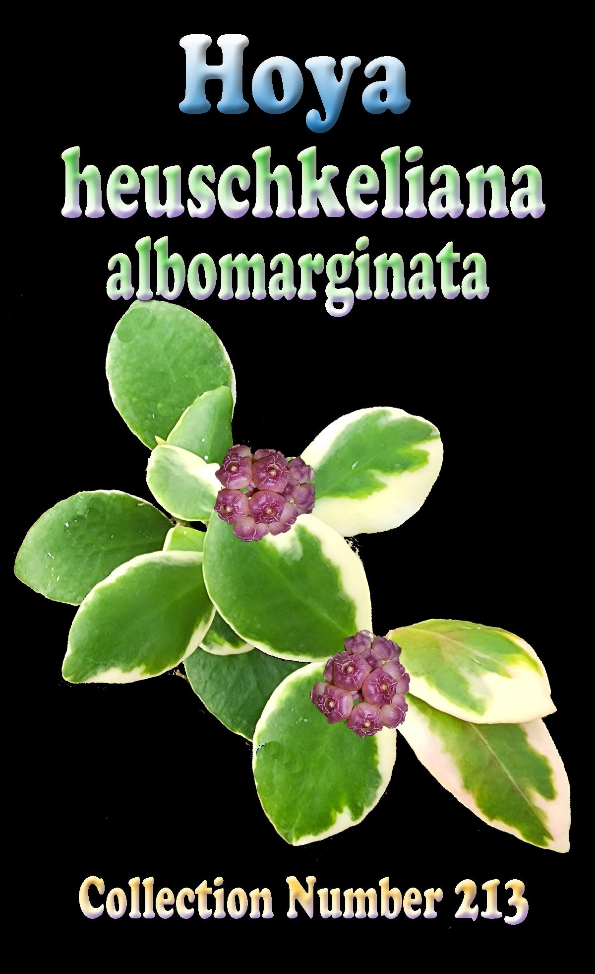 Hoya heuschkeliana 'Albomarginata' H213 feature image with variegated foliage