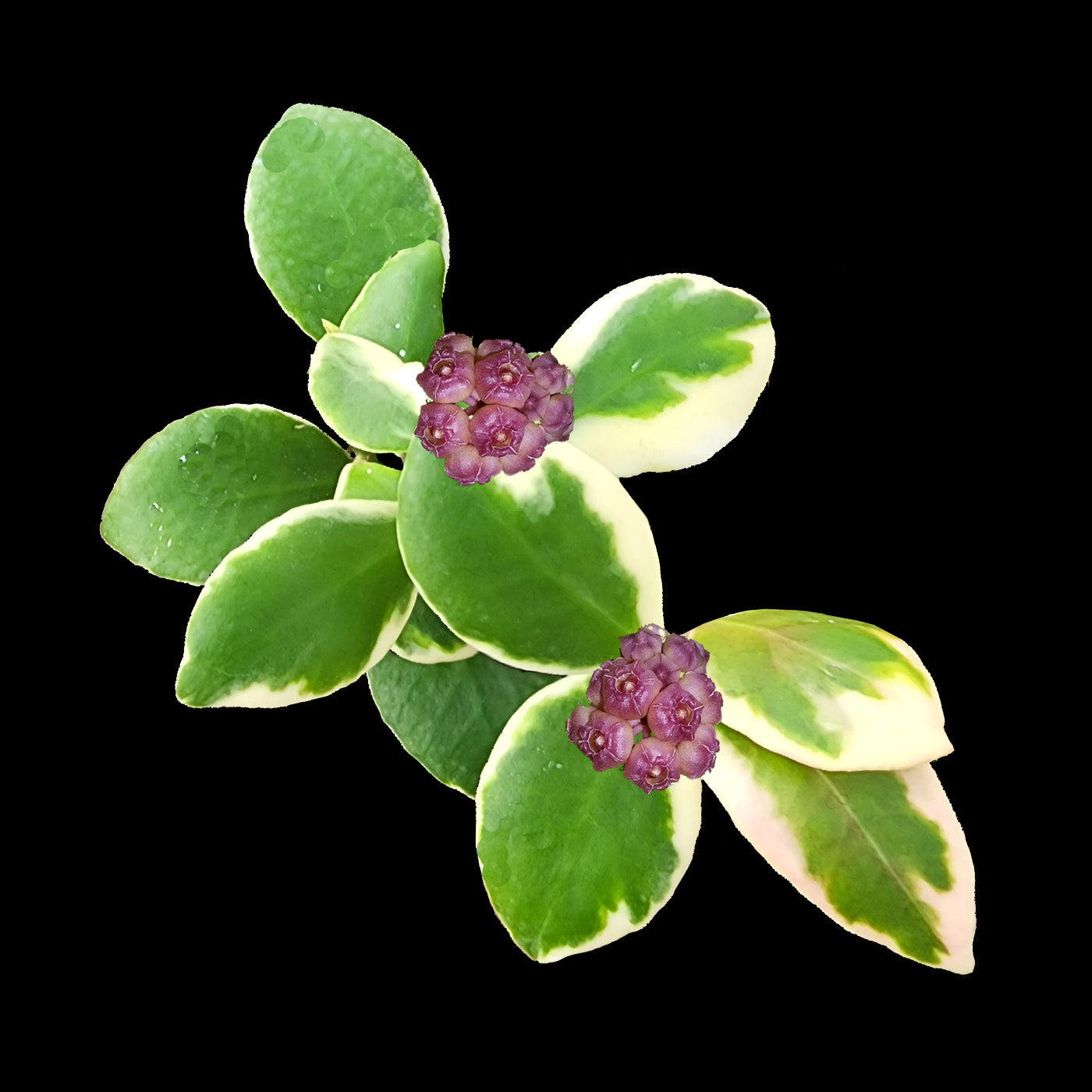 Hoya heuschkeliana 'Albomarginata' H213 with pink flowers and variegated foliage
