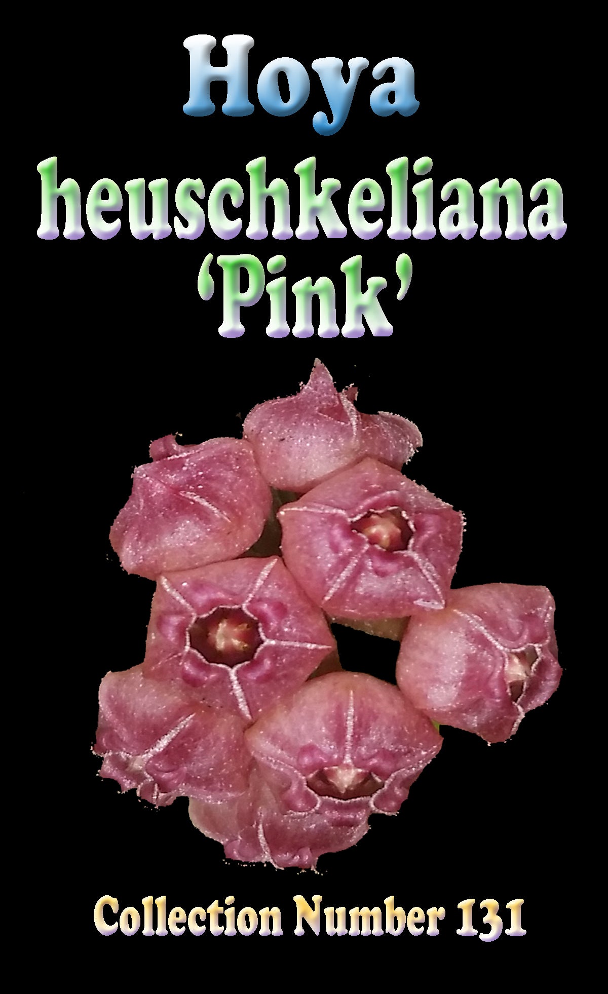 Hoya heuschkeliana ‘Pink’ H131 flower feature image