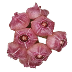 Hoya heuschkeliana ‘Pink’ H131 cluster of pink bell-shaped flowers