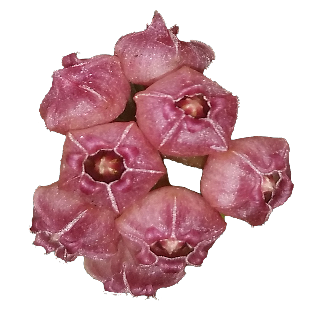 Hoya heuschkeliana ‘Pink’ H131 cluster of pink bell-shaped flowers