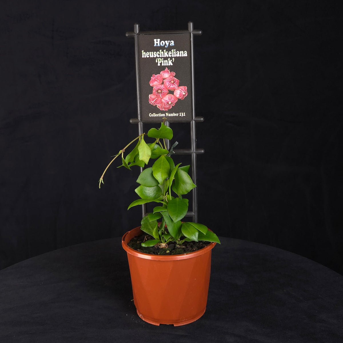 Hoya heuschkeliana ‘Pink’ H131 potted plant with trailing foliage