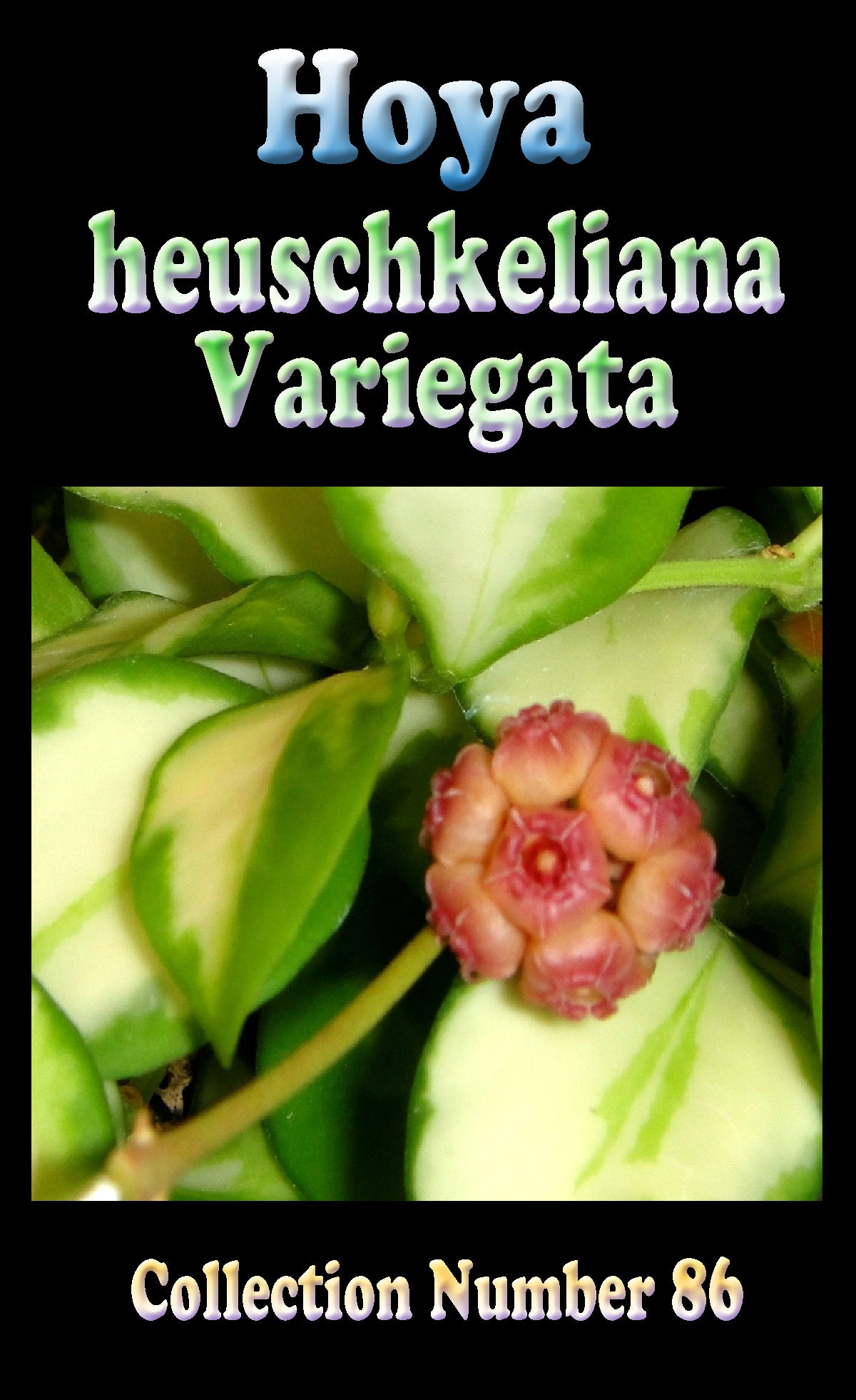 Hoya heuschkeliana Variegata H086 showing pink flowers and cream variegation