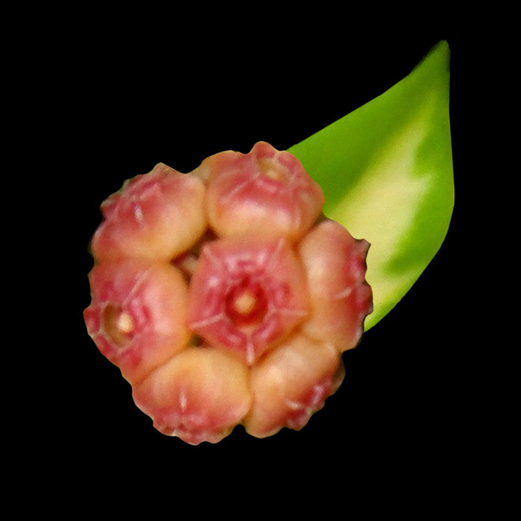 Hoya heuschkeliana Variegata H086 with pink flowers and variegated leaf