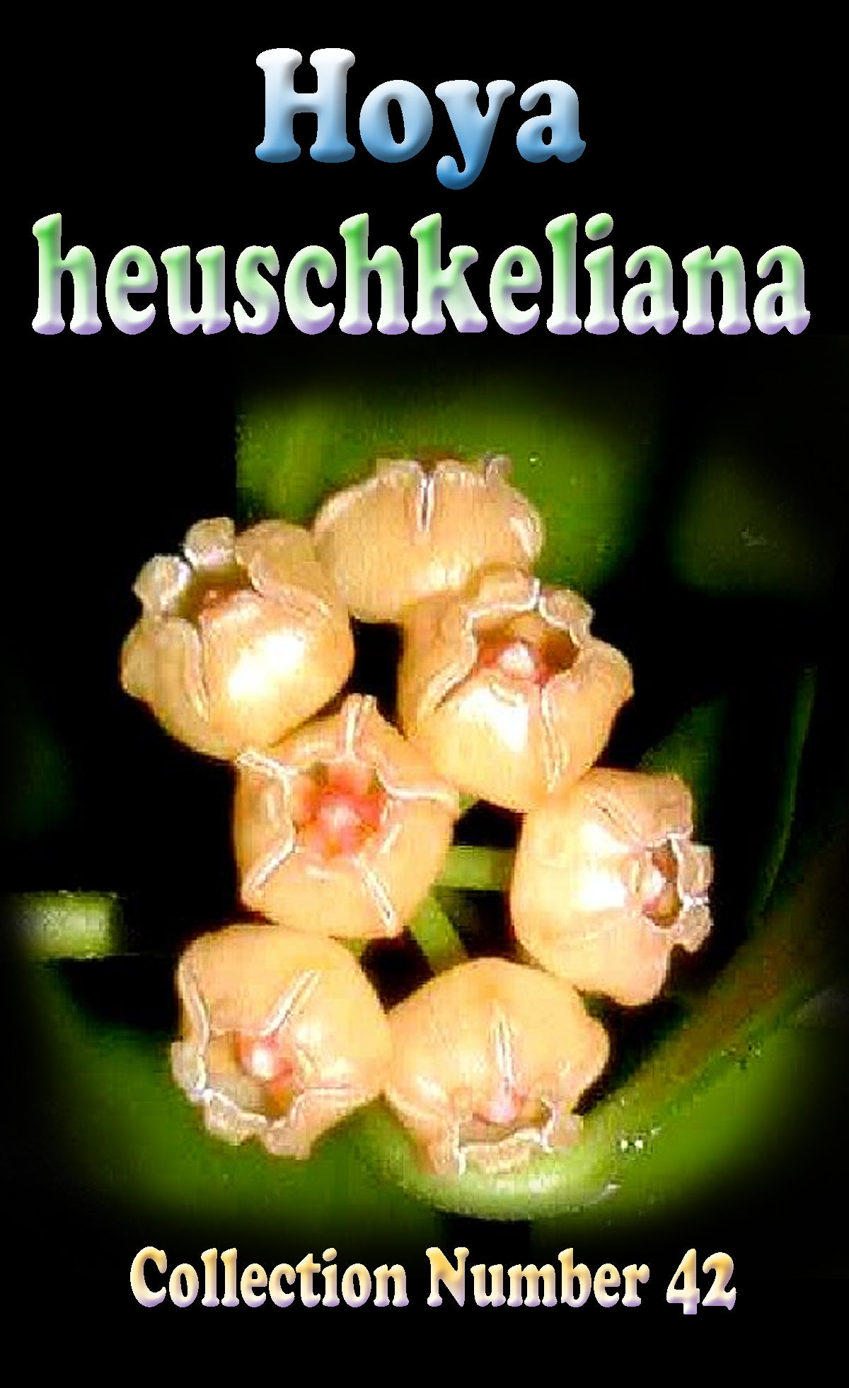 Hoya heuschkeliana Yellow H042 showing yellow apricot flowers