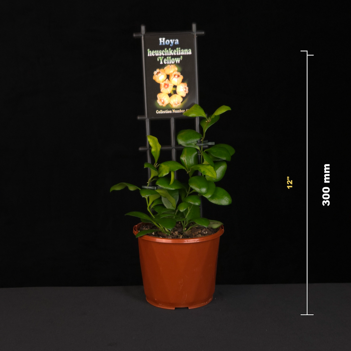 Hoya heuschkeliana Yellow H042 potted plant shown with size reference