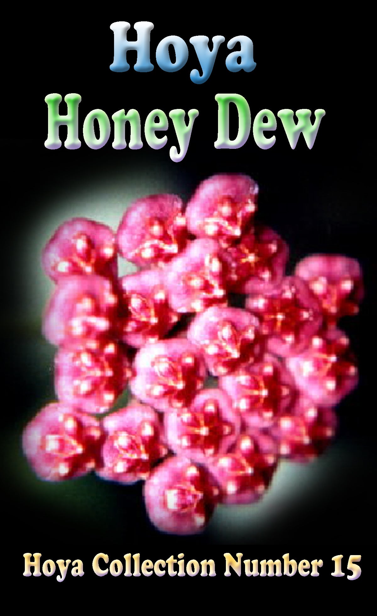 Hoya Honey Dew H015 showing bright pink clustered flowers