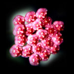 Hoya Honey Dew H015 with dense glossy pink flower cluster