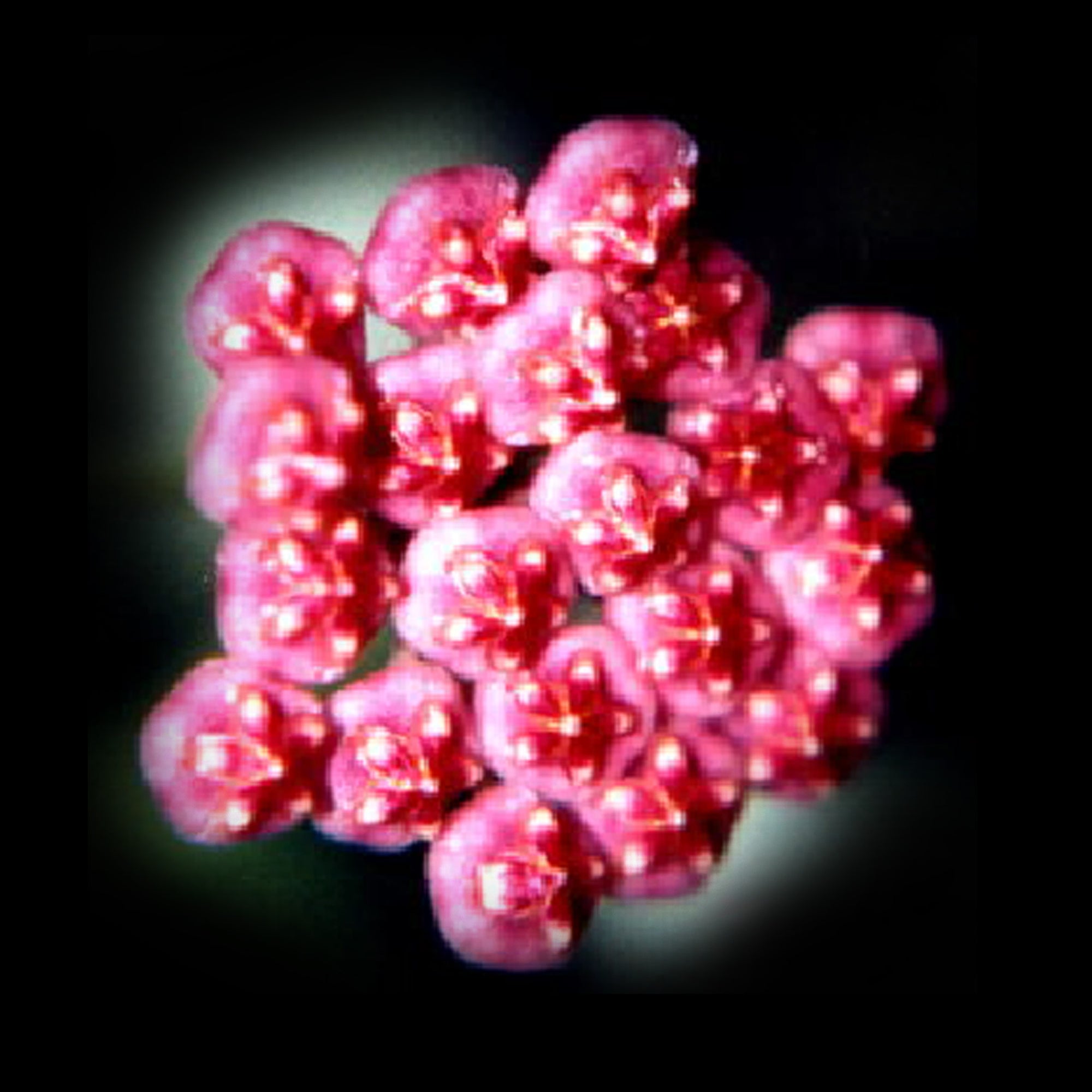 Hoya Honey Dew H015 with dense glossy pink flower cluster