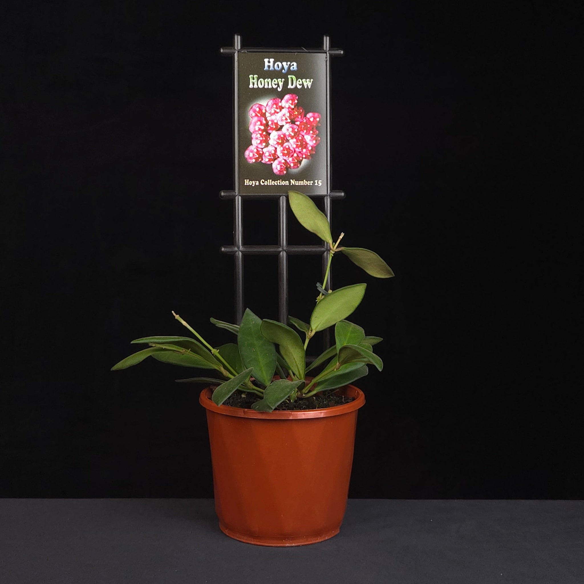 Hoya Honey Dew H015 growing on support in nursery pot
