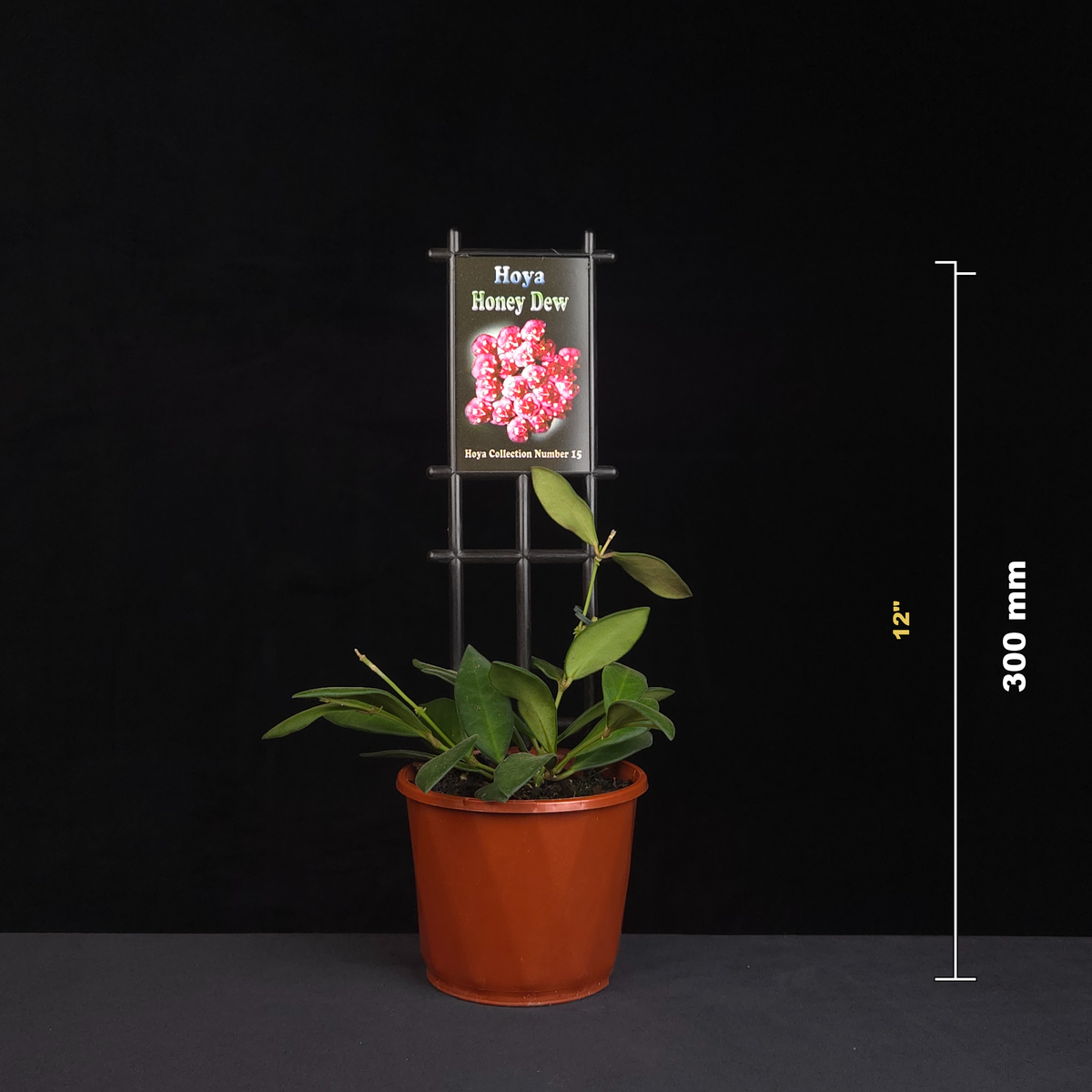 Hoya Honey Dew H015 potted plant shown with size reference