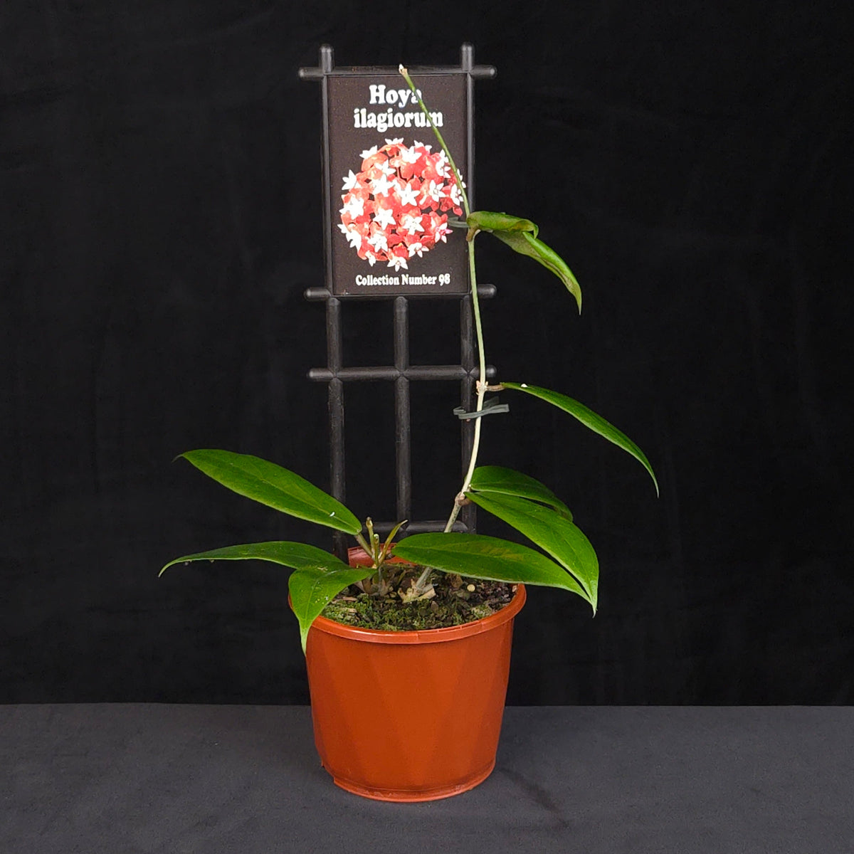 Hoya ilagiorum H098 growing on support in nursery pot
