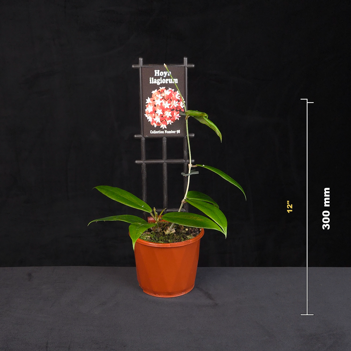 Hoya ilagiorum H098 potted plant shown with size reference