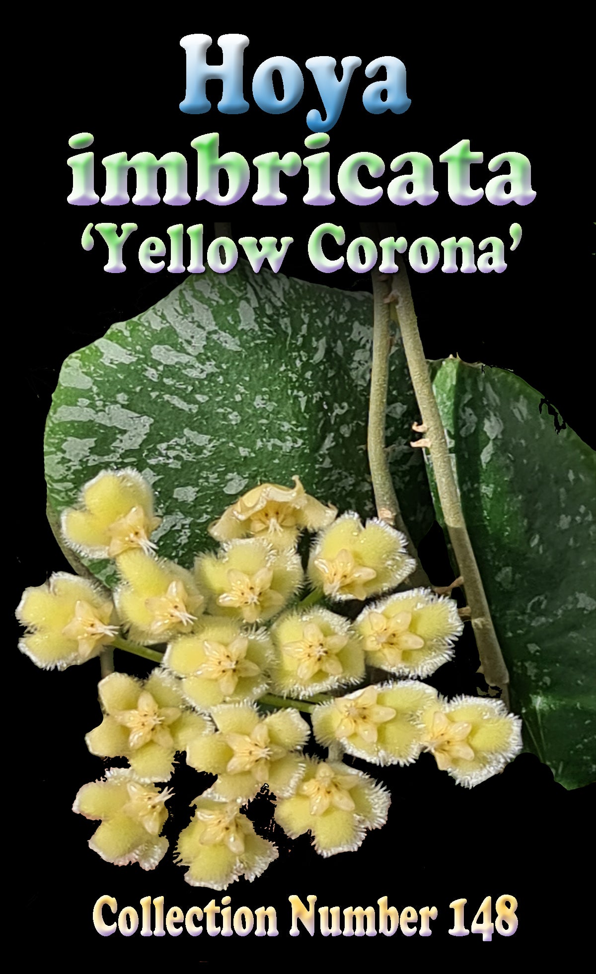 Hoya imbricata H148 feature image showing flowers and foliage
