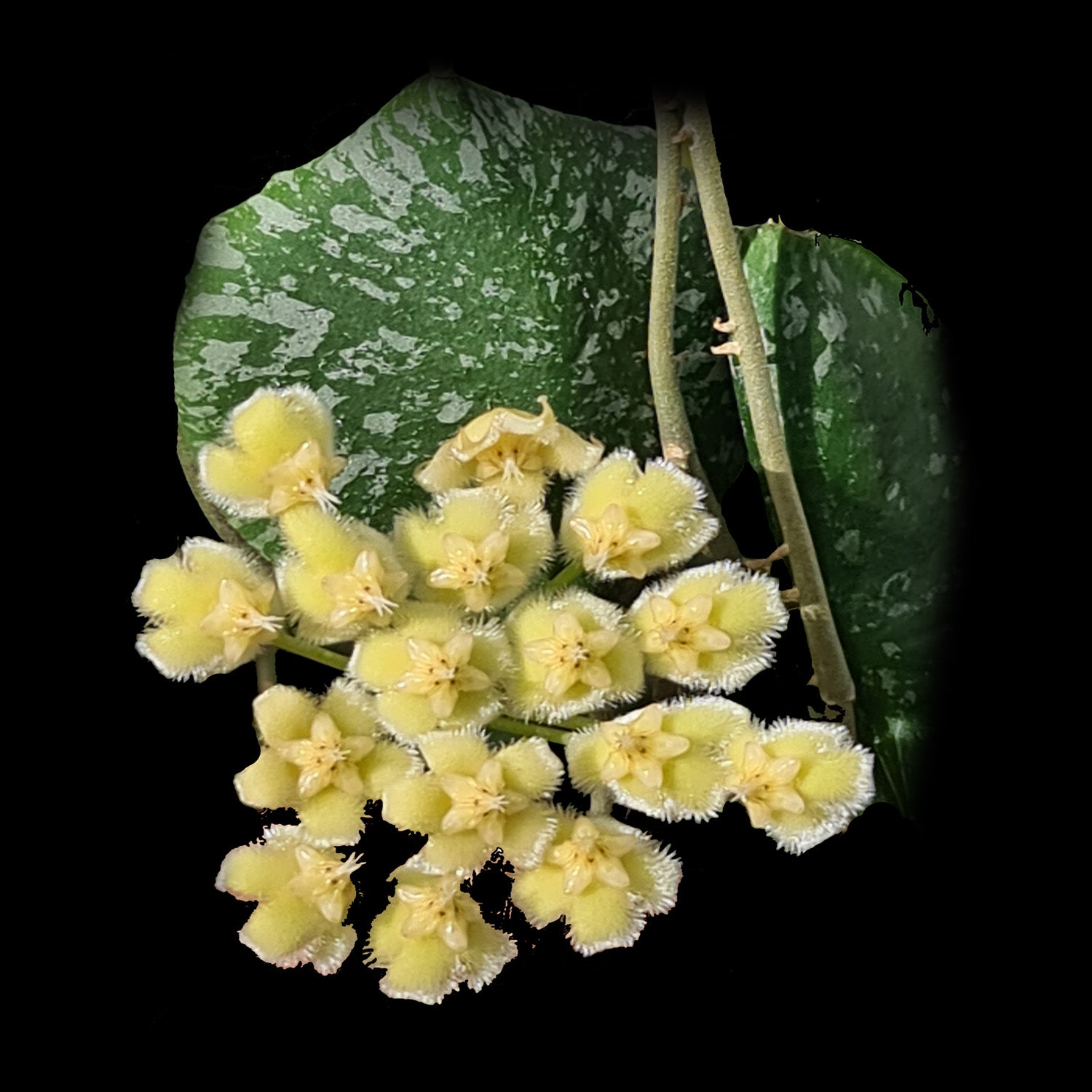 Hoya imbricata H148 with pale yellow flowers against shield leaf