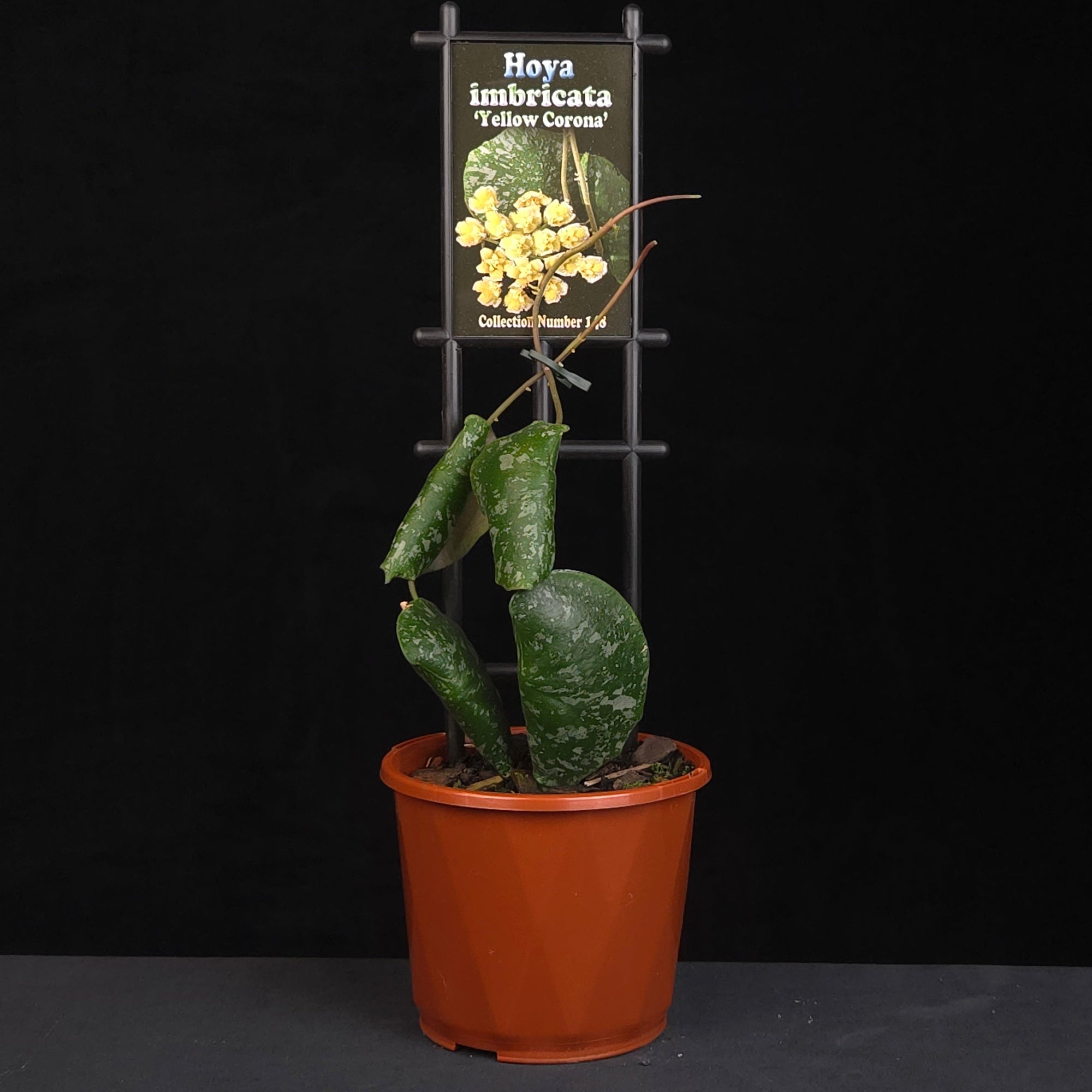 Hoya imbricata H148 potted plant growing on vertical support