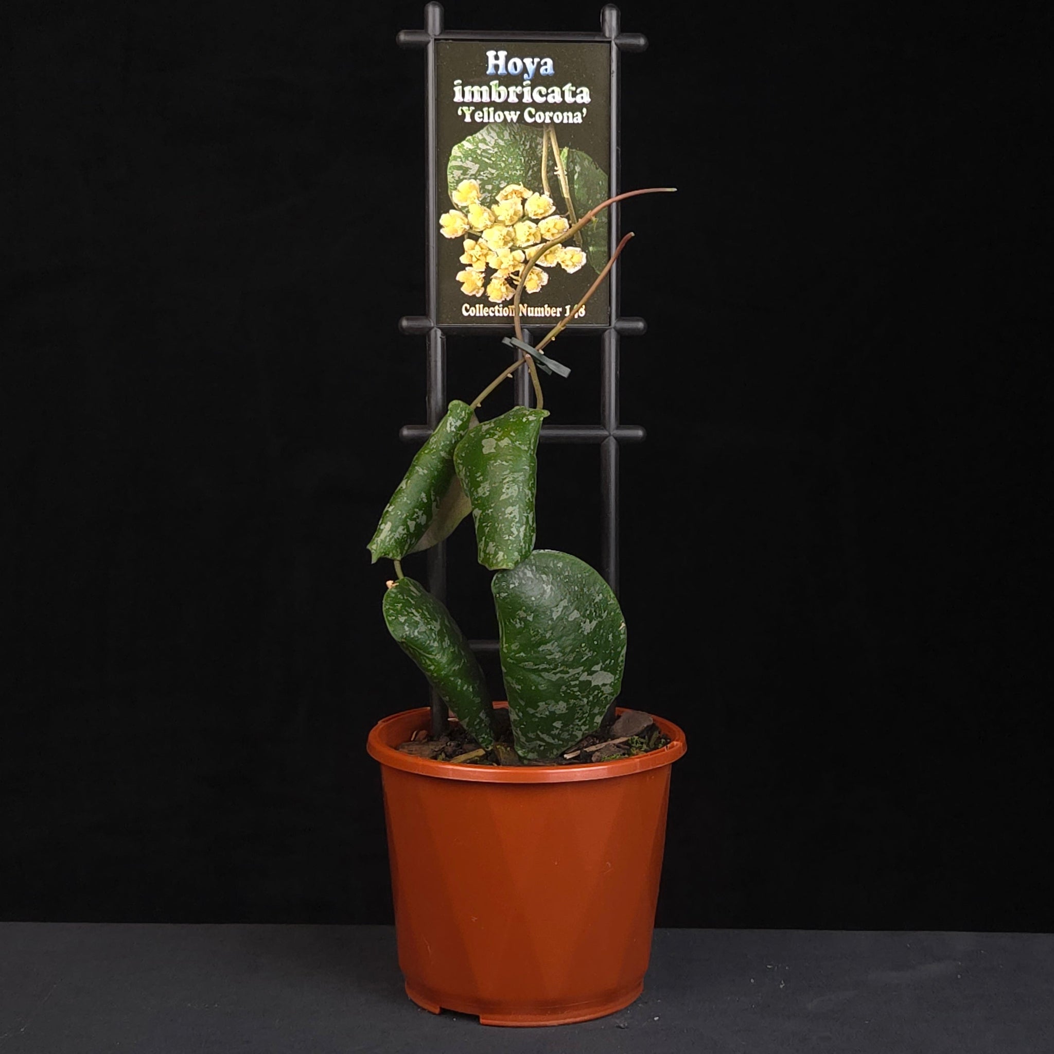 Hoya imbricata H148 potted plant growing on vertical support