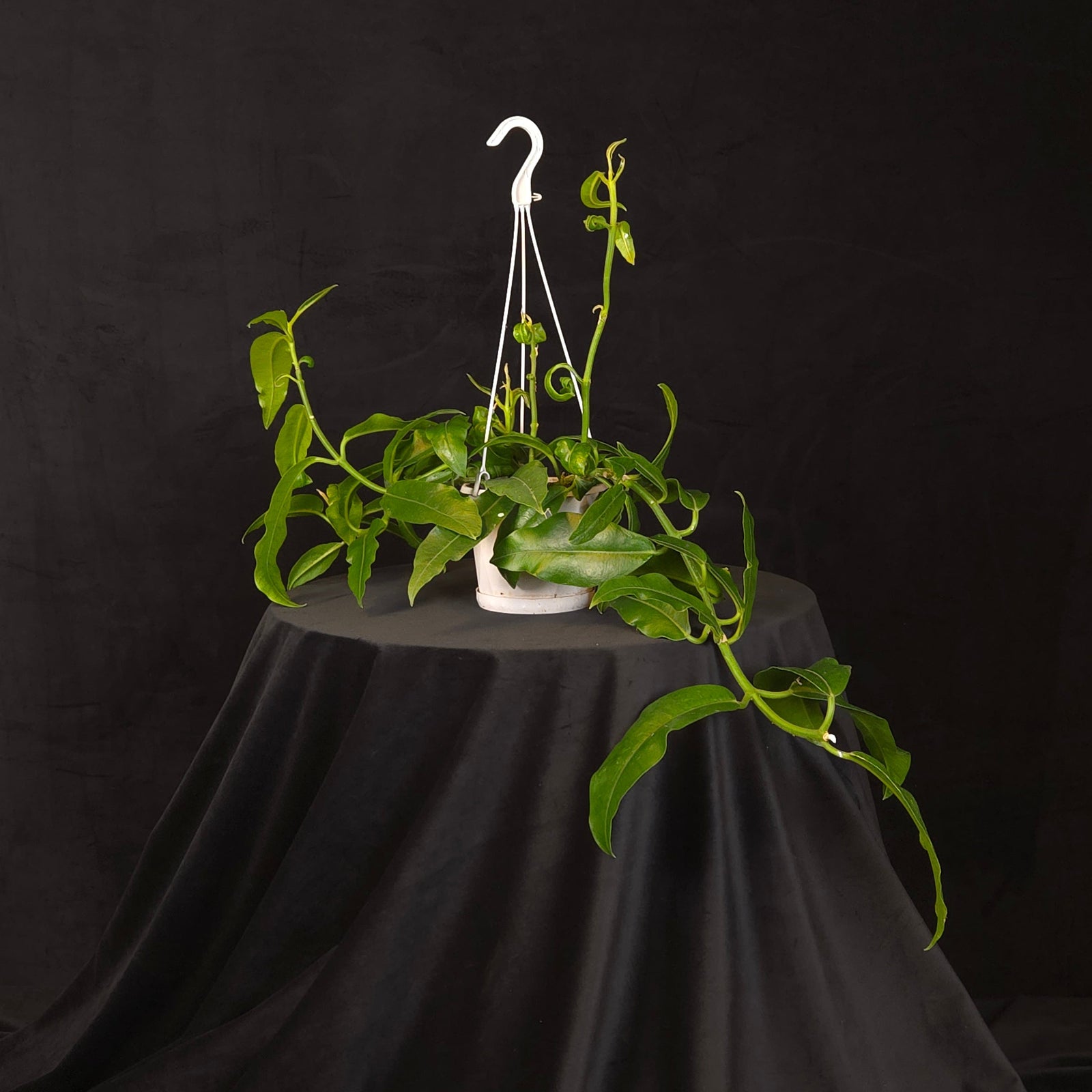 Hoya imperialis H177 extra large specimen plant with mature climbing vines in a hanging basket