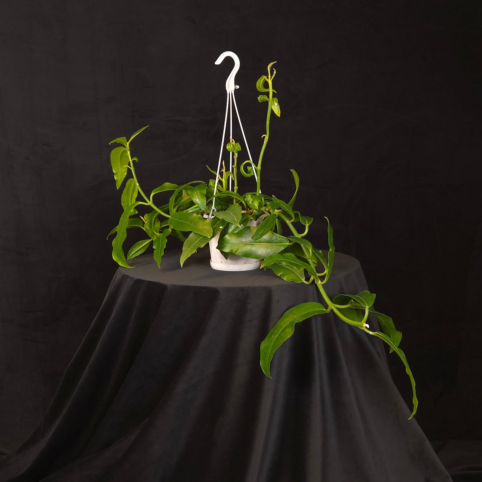 Hoya imperialis H177 extra large specimen plant with mature climbing vines in a hanging basket