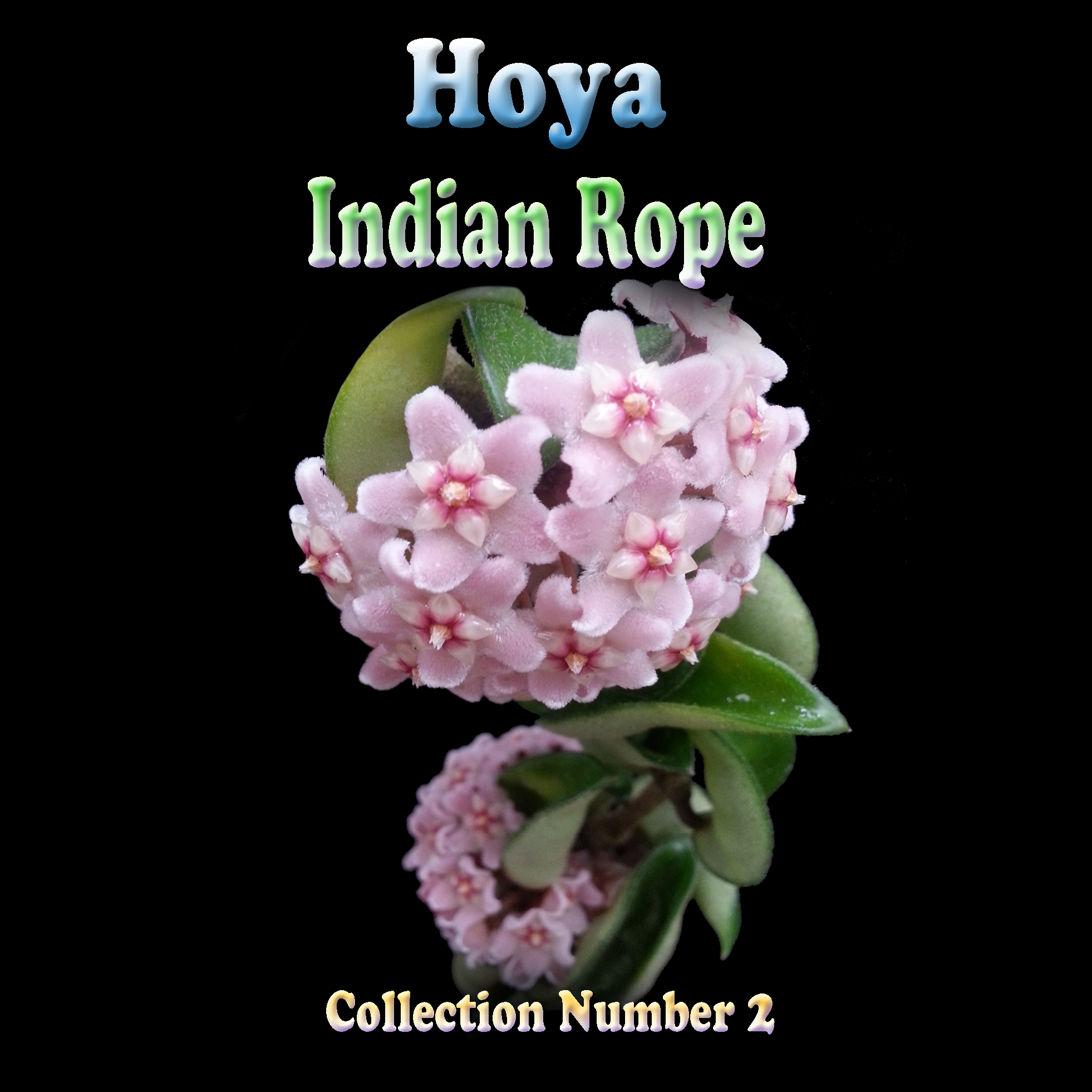 Hoya Indian Rope Collection 2 showing curled foliage and pink flowers