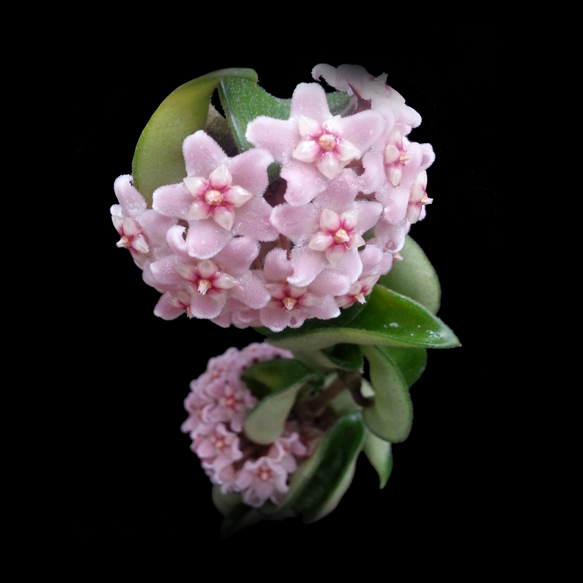 Hoya Indian Rope Collection 2 with pale pink flower clusters