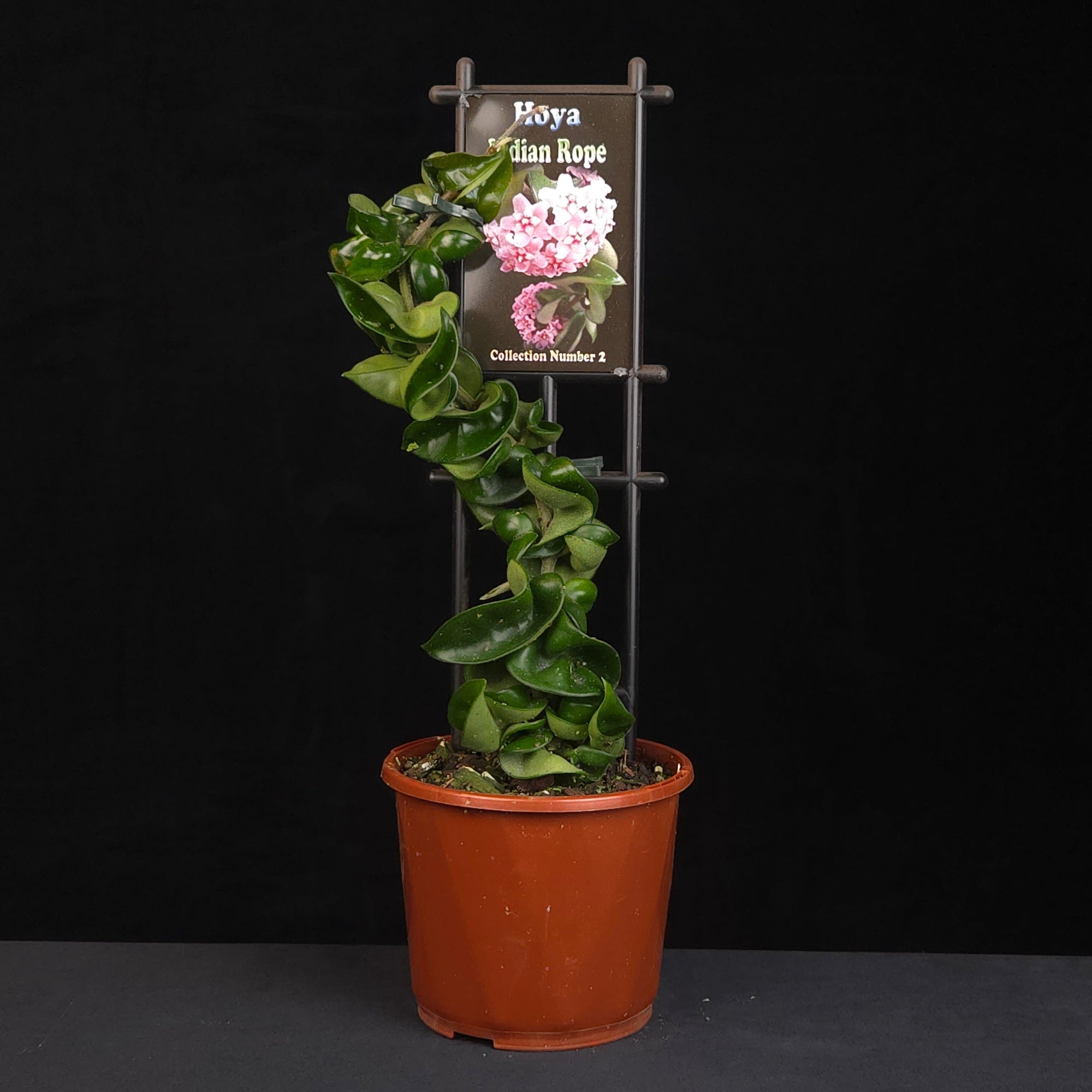 Hoya Indian Rope Collection 2 growing on support in nursery pot