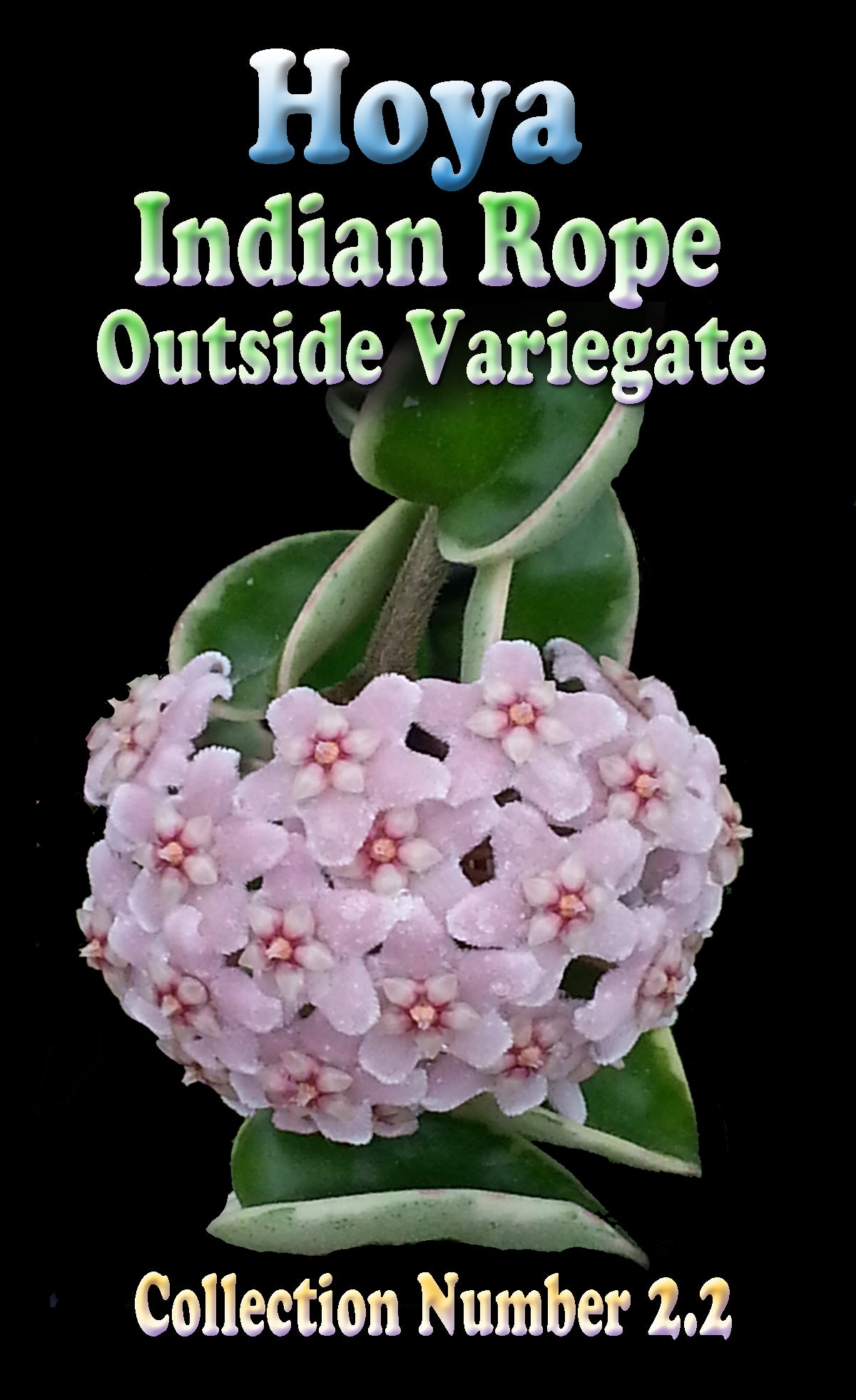 Hoya Indian Rope Outside Variegate showing pink flowers and variegated foliage