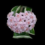 Hoya Indian Rope Outside Variegate with pale pink flower cluster