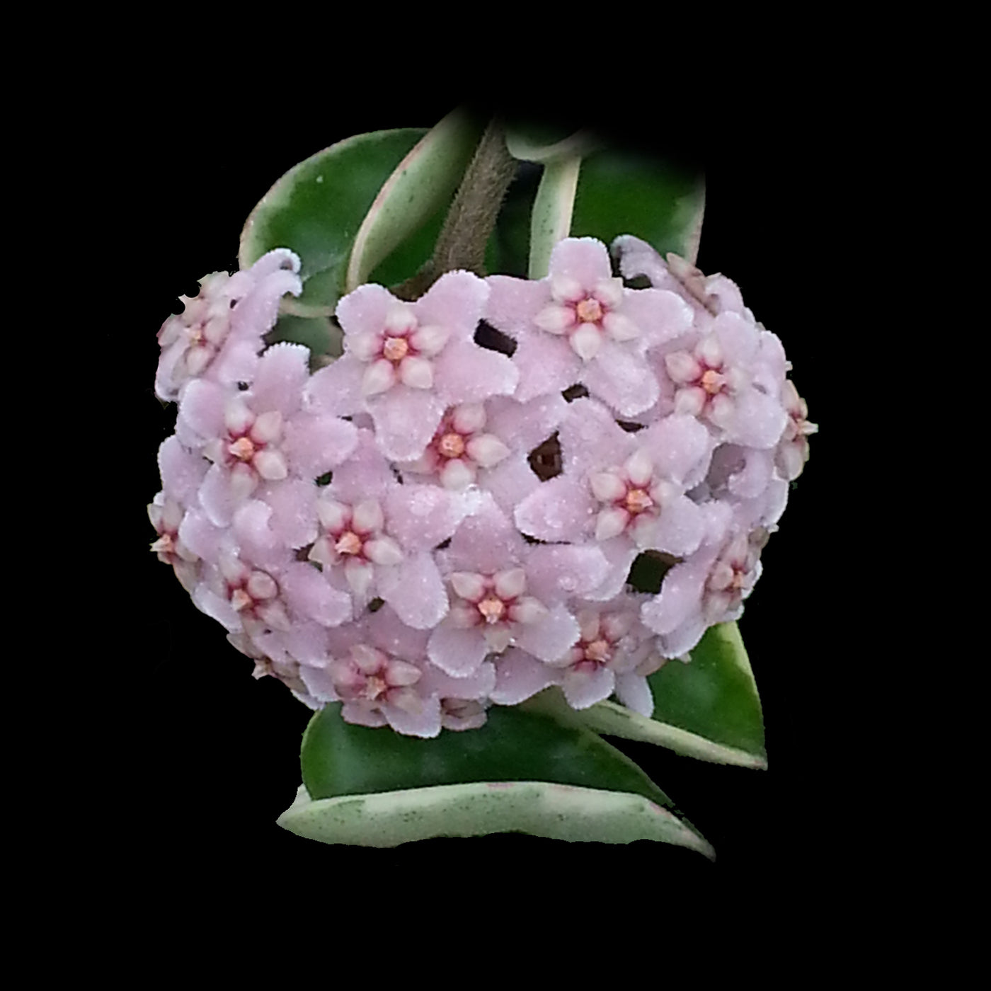Hoya Indian Rope Outside Variegate with pale pink flower cluster