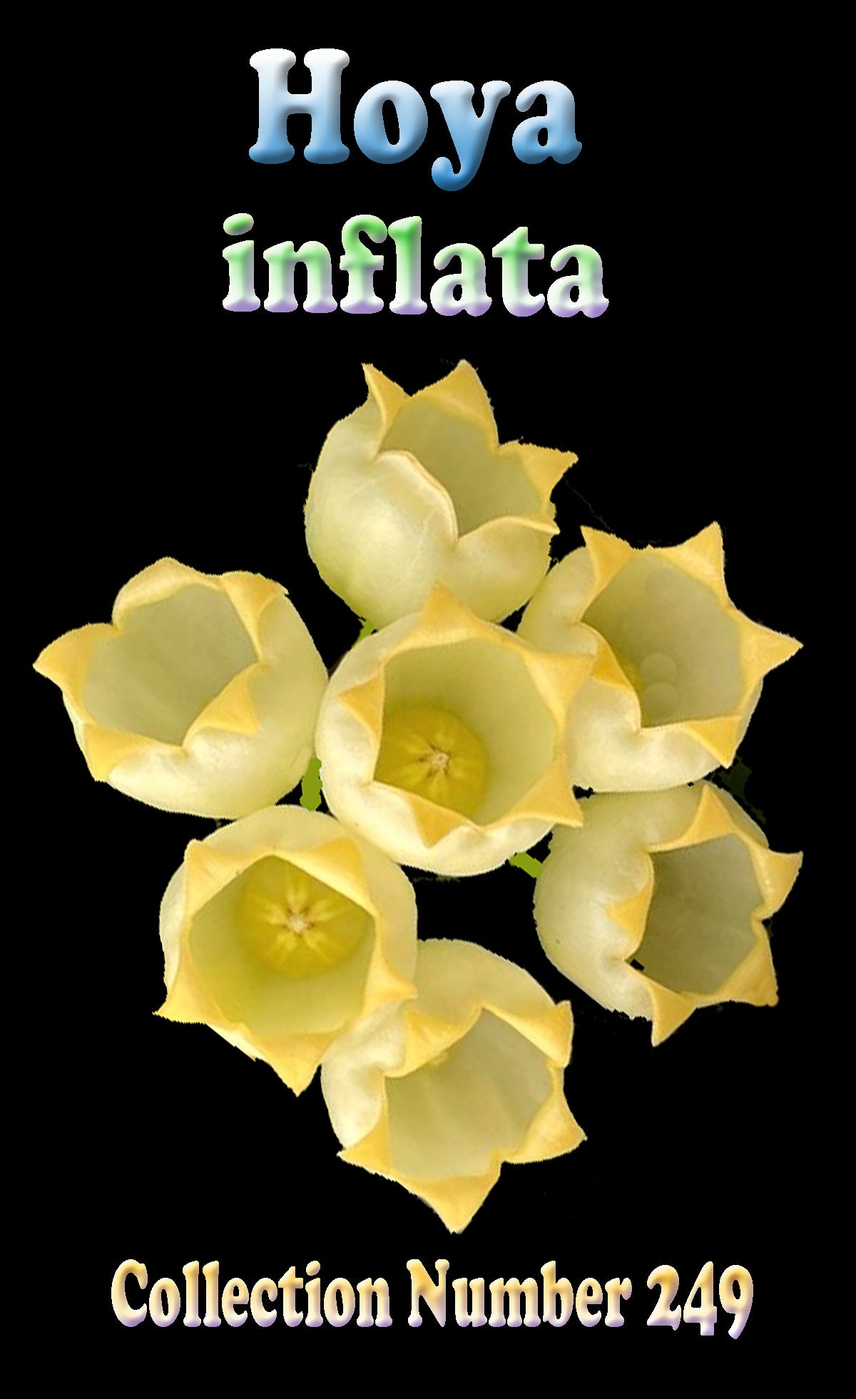 Hoya inflata – Flowering Specimen Plant – H249