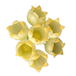 Pale yellow cup-shaped flowers of Hoya inflata H249.